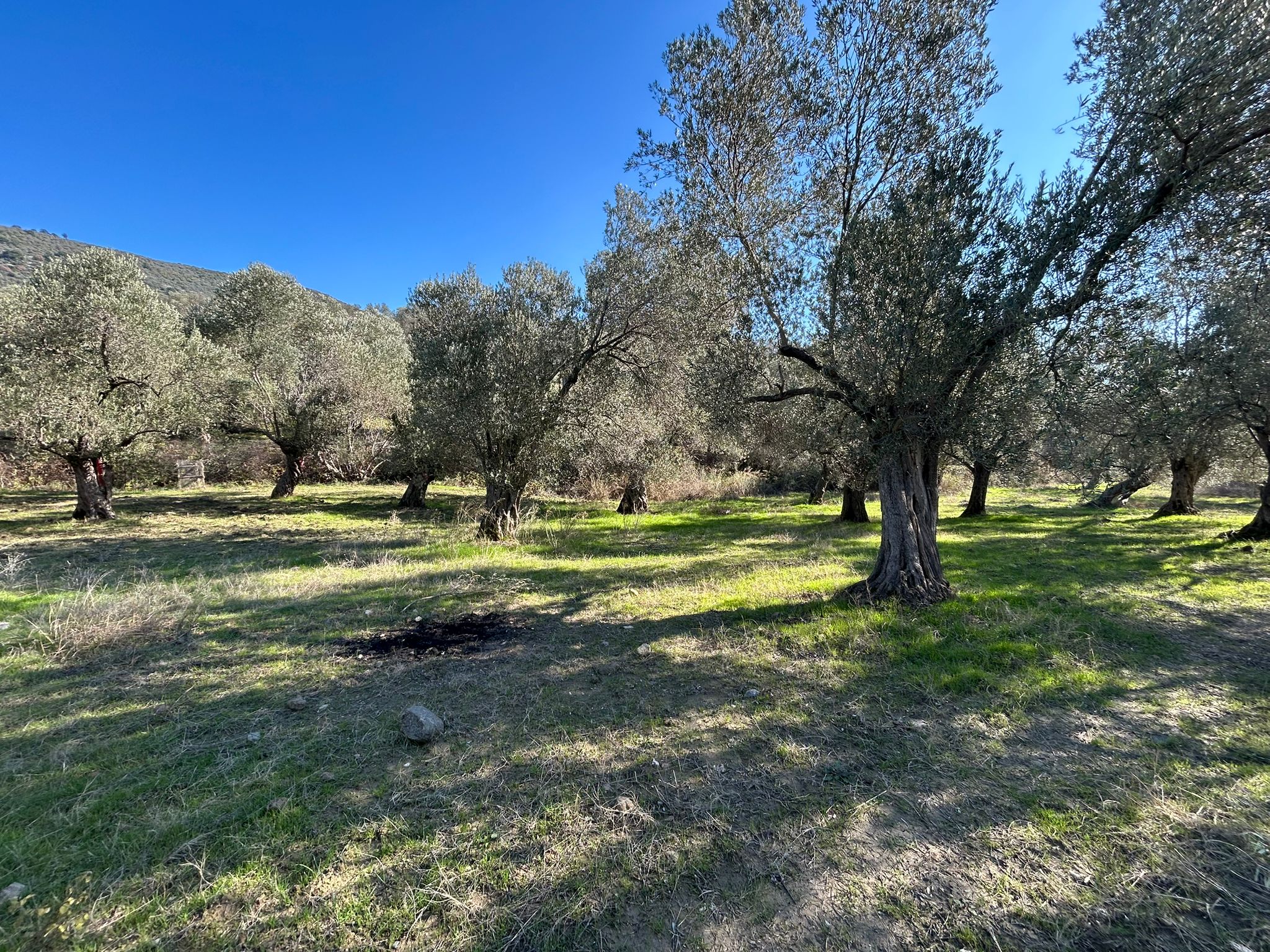 İNÖNÜ'DE SATILIK 1 DÖNÜM FIRSAT ZEYTİNLİK