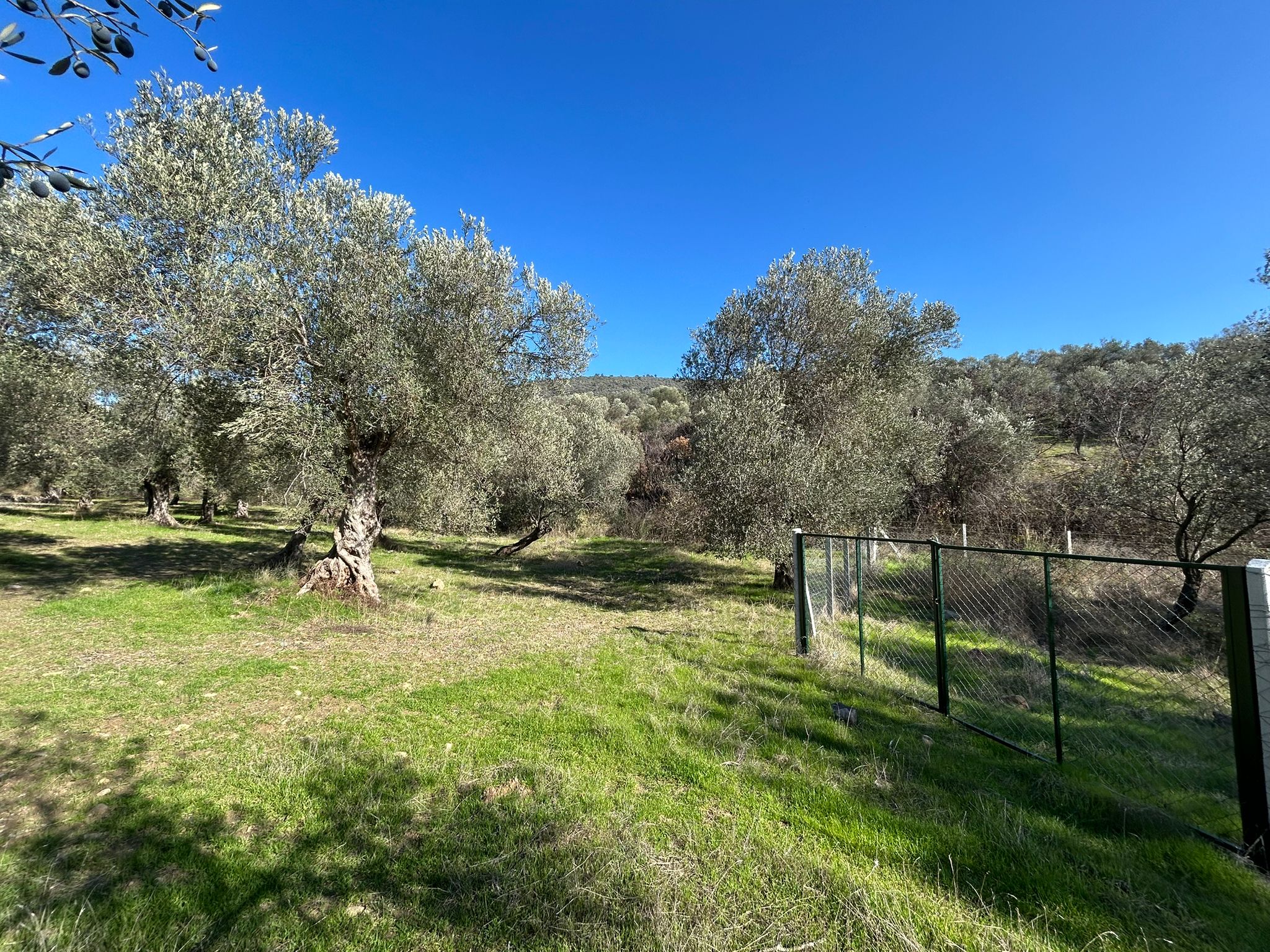 İNÖNÜ'DE SATILIK 1 DÖNÜM FIRSAT ZEYTİNLİK