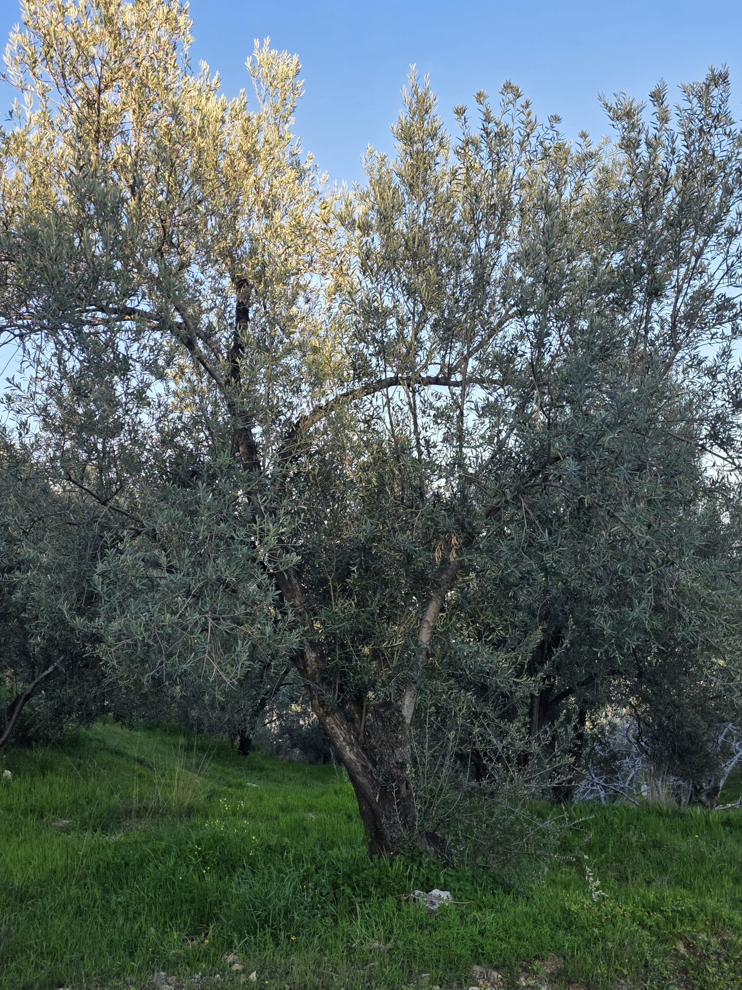 Balıkesir Edremit Altınoluk Mahallesi’nde, doğayla iç içe eşsiz bir yatırım fırsatı!