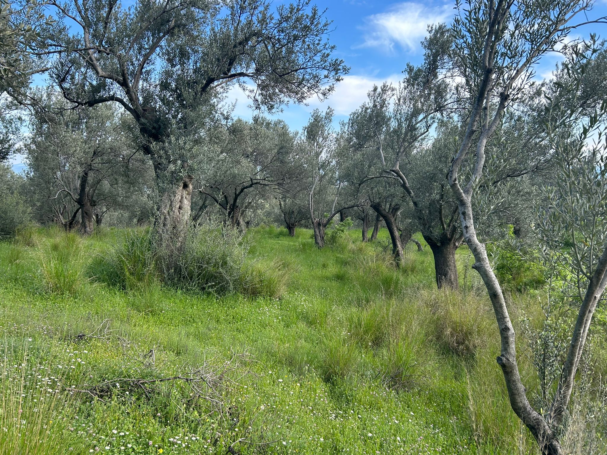BALIKESİR EDREMİT KIZILKEÇİLİ’DE SATILIK ZEYTİNLİK – DENİZ MANZARALI