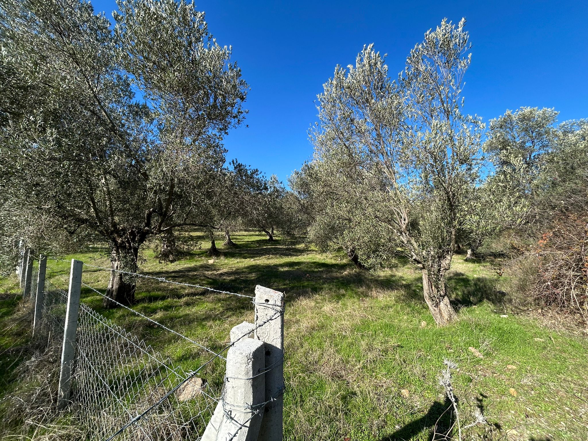 İNÖNÜ'DE SATILIK 1 DÖNÜM FIRSAT ZEYTİNLİK