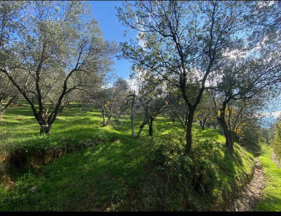BALIKESİR EDREMİTİN EN GÖZDE KÖYÜNDE SATILIK 2 DÖNÜM ZEYTİNLİK