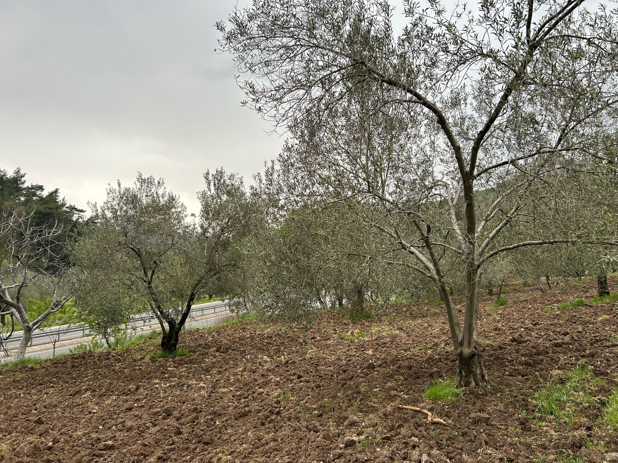 Balıkesir Edremit Karayoluna Cepheli 4 Dönüm Tarla