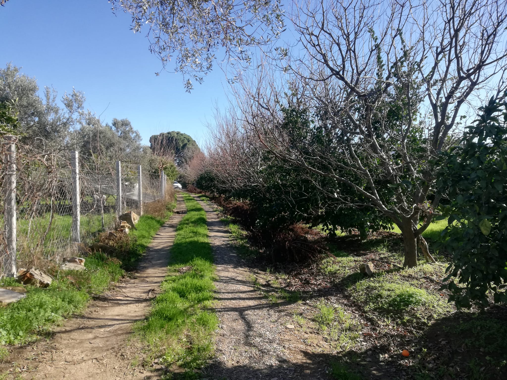 Tekke 'de 2 Dönümlük Hobi Bahçesi