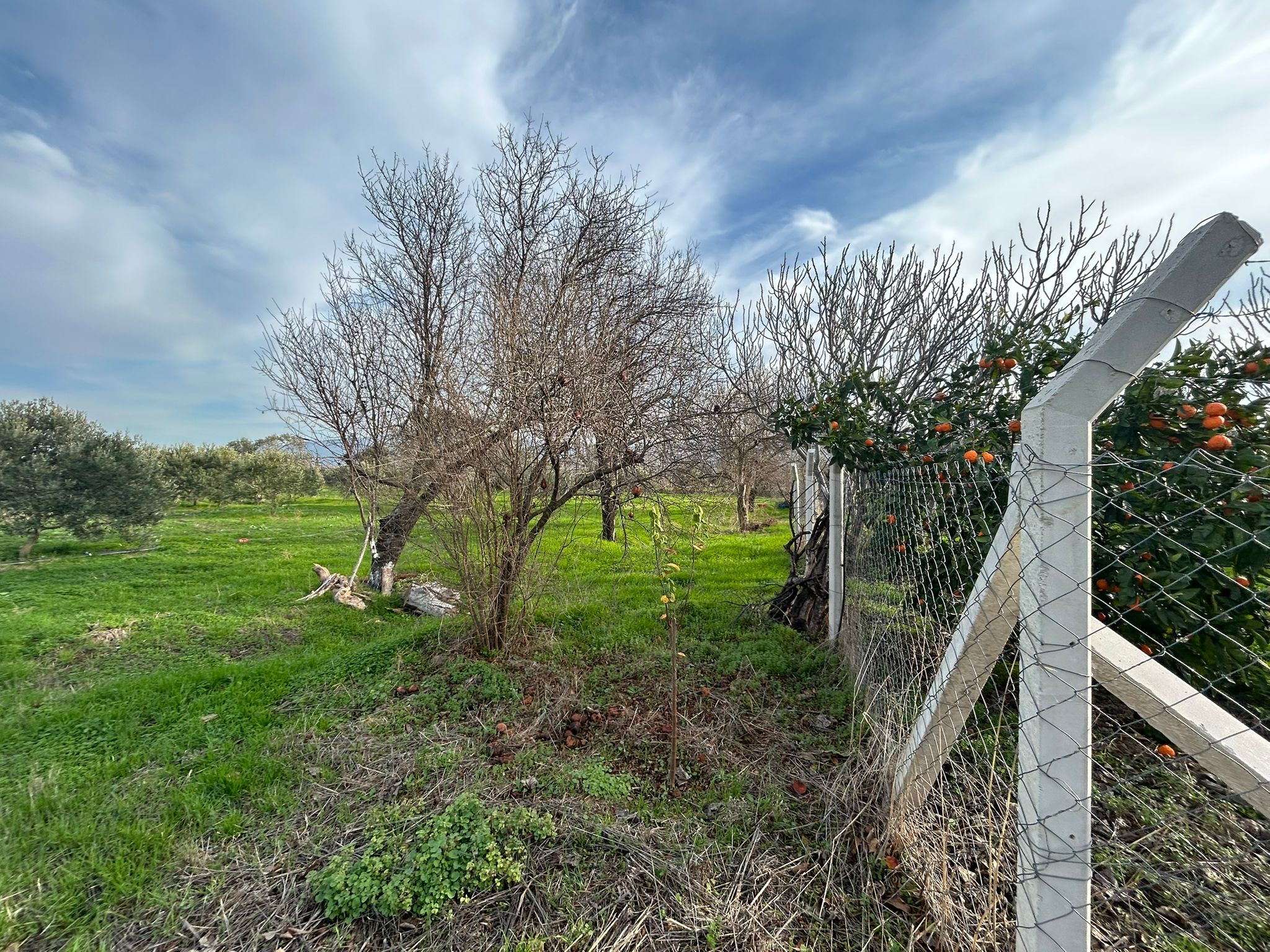 HAVRAN-TEKKE'DE Satılık 5 DÖNÜM FIRSAT MANDALİNLİK