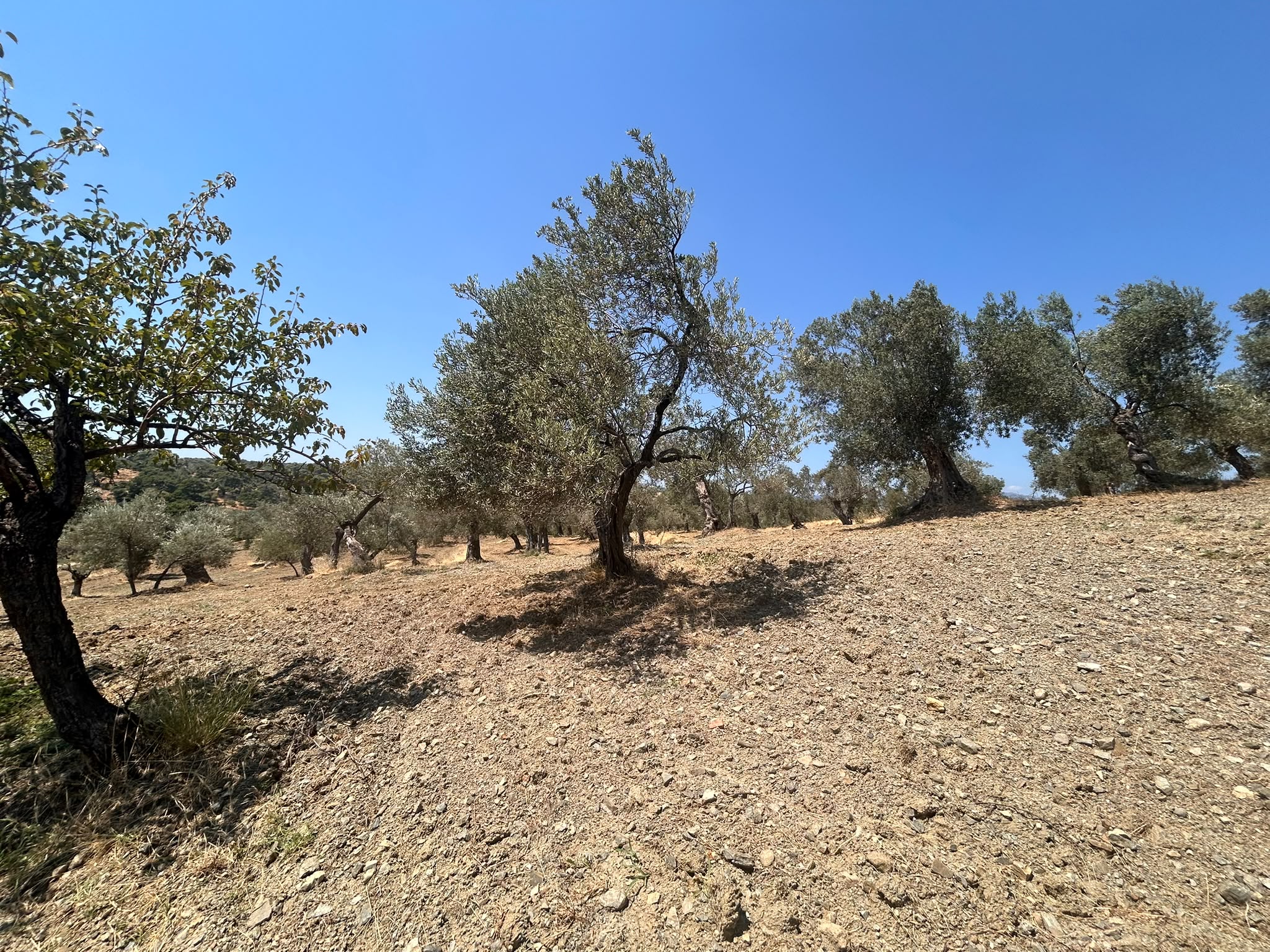 BALIKESİR HAVRAN HAMAMBAŞI MAHALLESİNDE SATILIK 8.096 m² ZEYTİNLİK