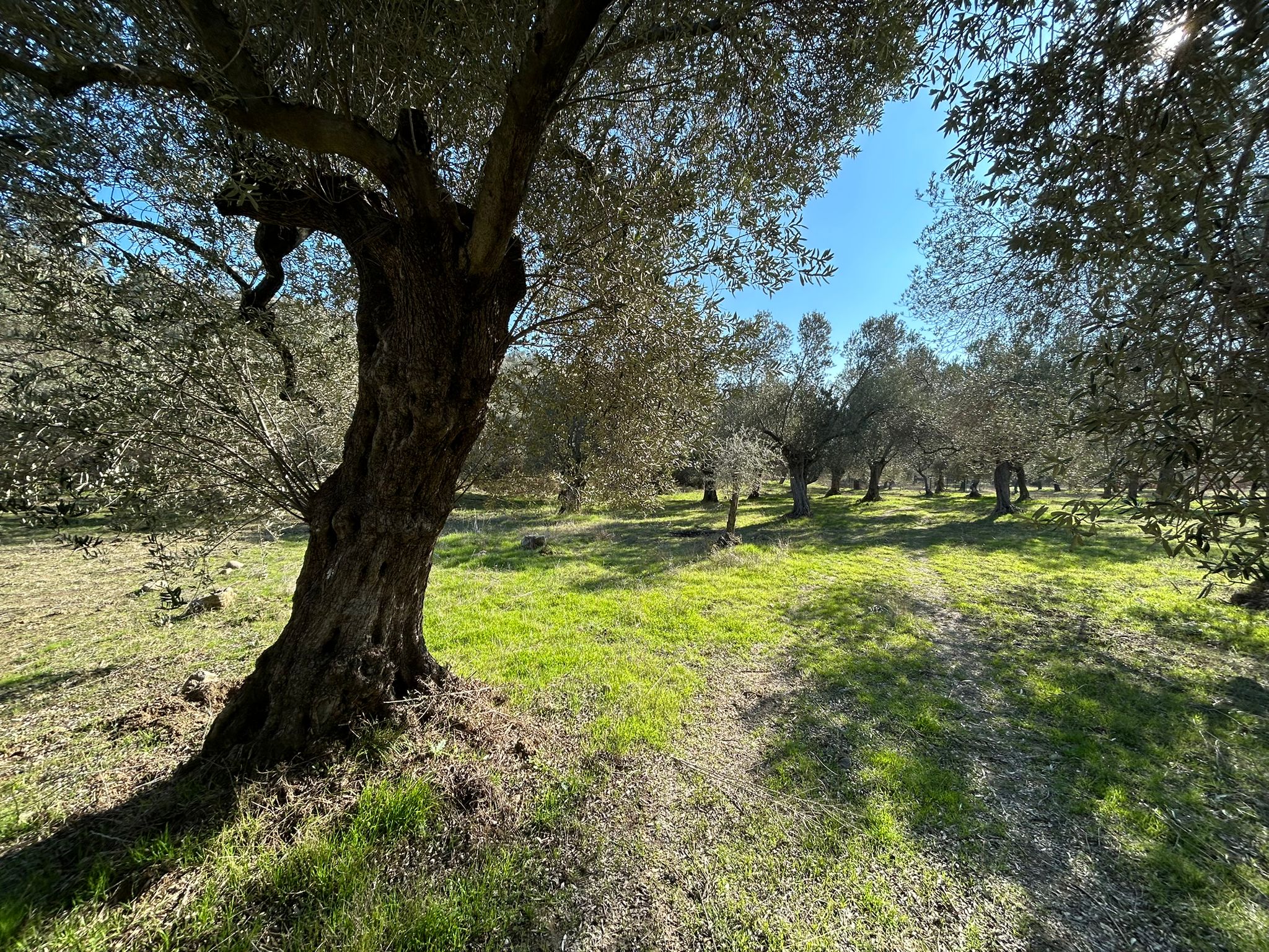 İNÖNÜ'DE SATILIK 1 DÖNÜM FIRSAT ZEYTİNLİK