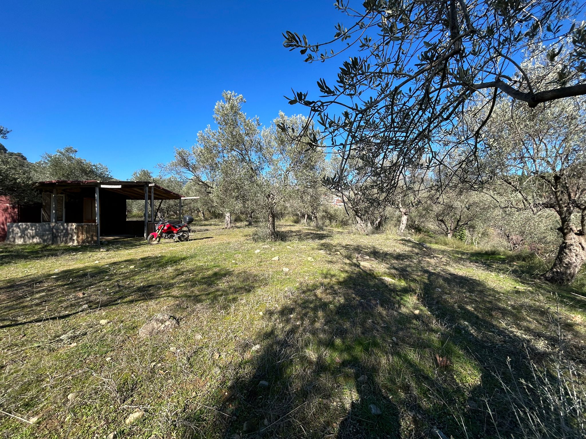 Dereli 'de Satılık 3659 M2 Müstakil Tapulu Zeytinlik