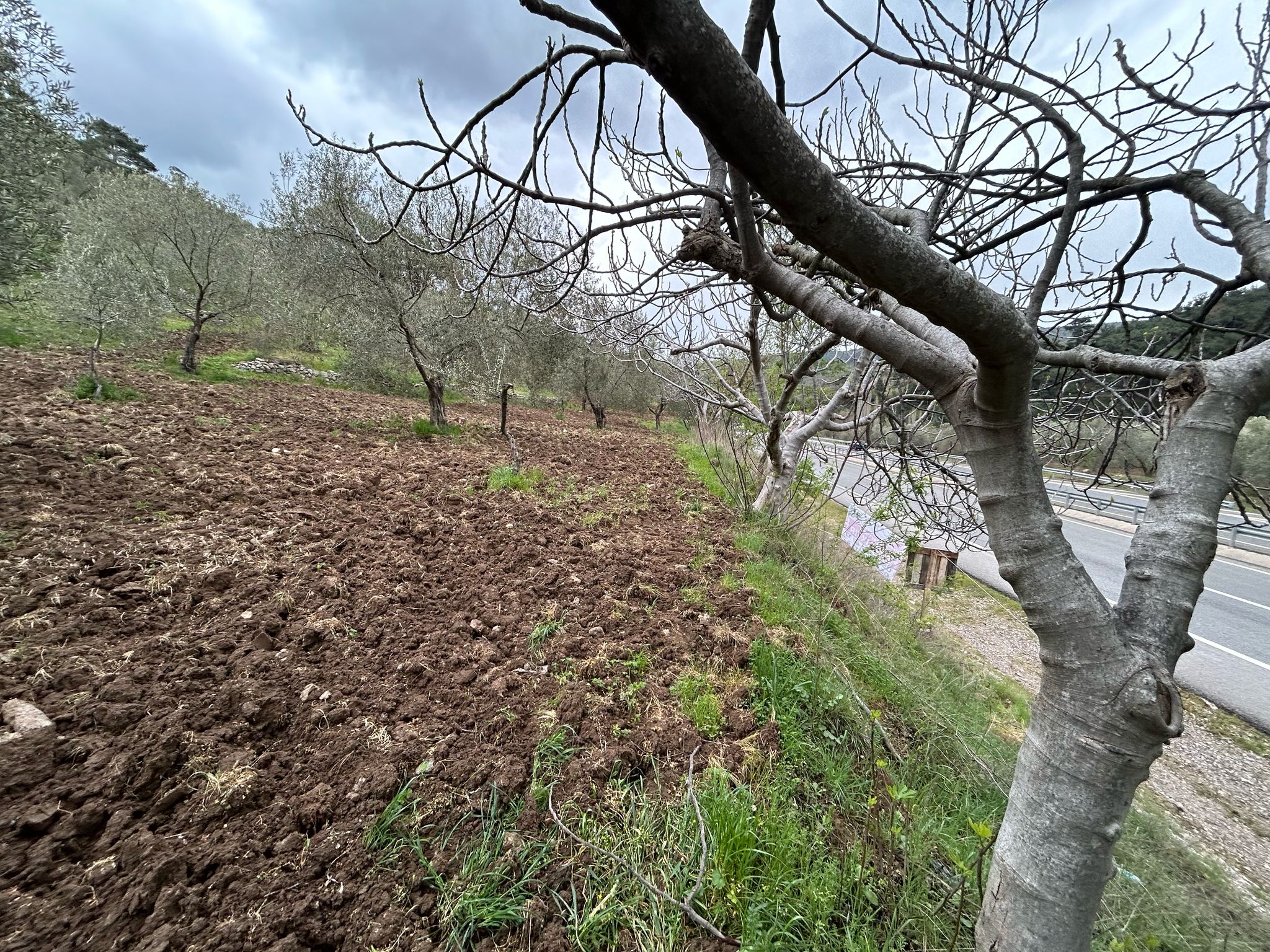 Balıkesir Edremit Karayoluna Cepheli 4 Dönüm Tarla