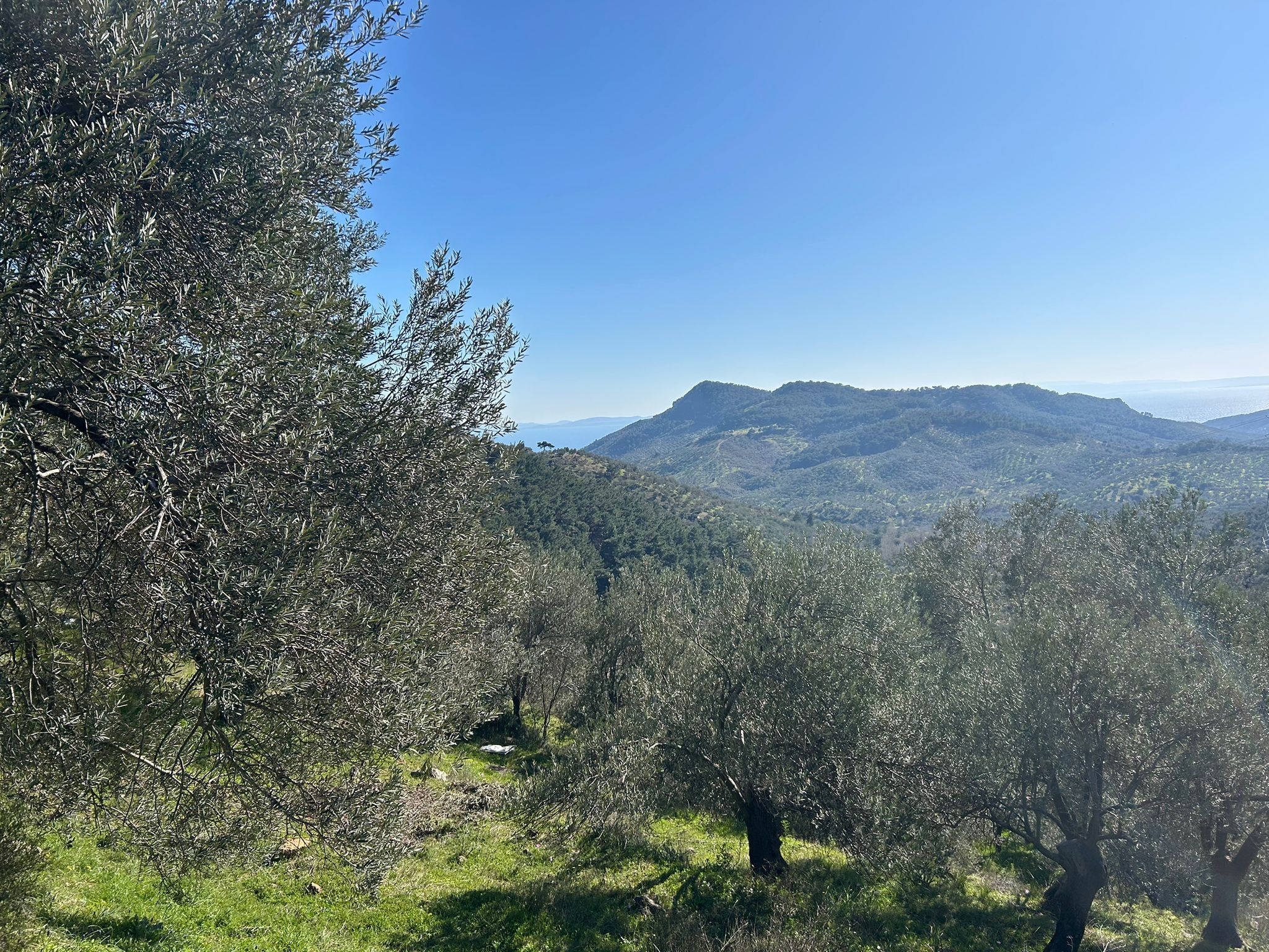 ÇANAKKALE AYVACIK ADATEPE'DE 16.580 m² DENİZ MANZARALI SATILIK ZEYTİNLİK