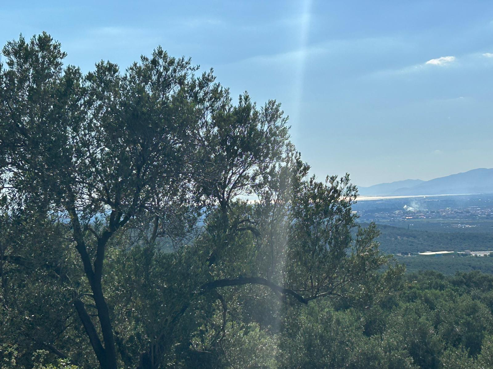 Köylüce 'de Satılık 12.728 M2 Zeytinlik