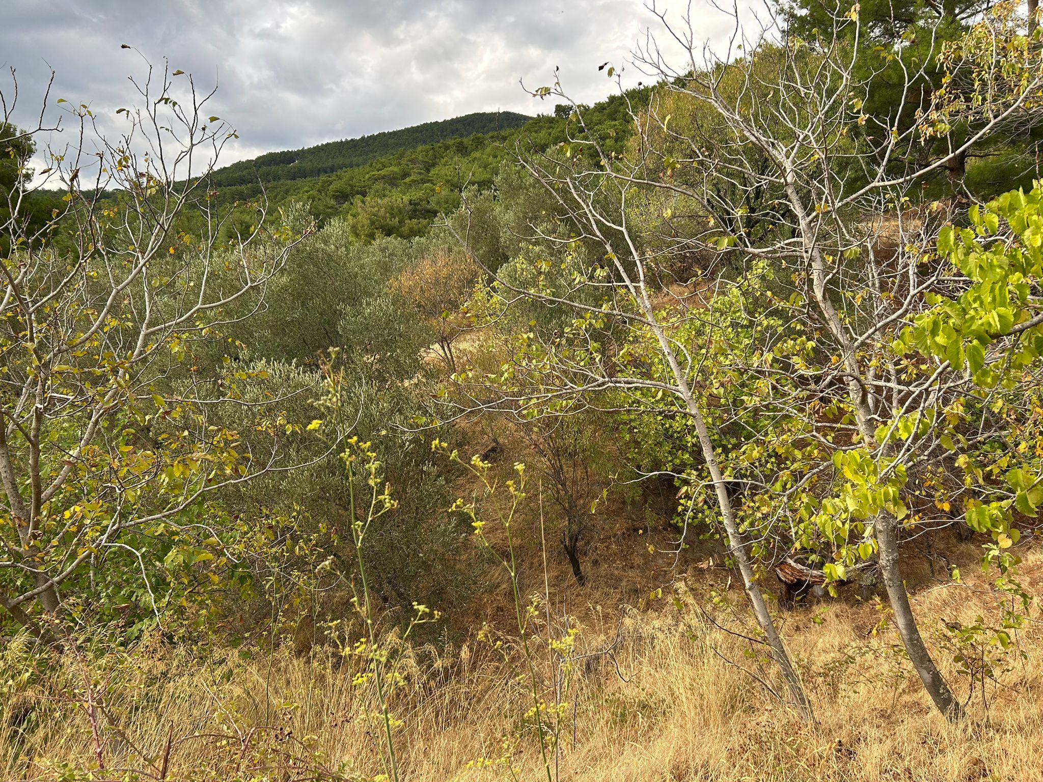 1 Dönüm Satılık Bahçe