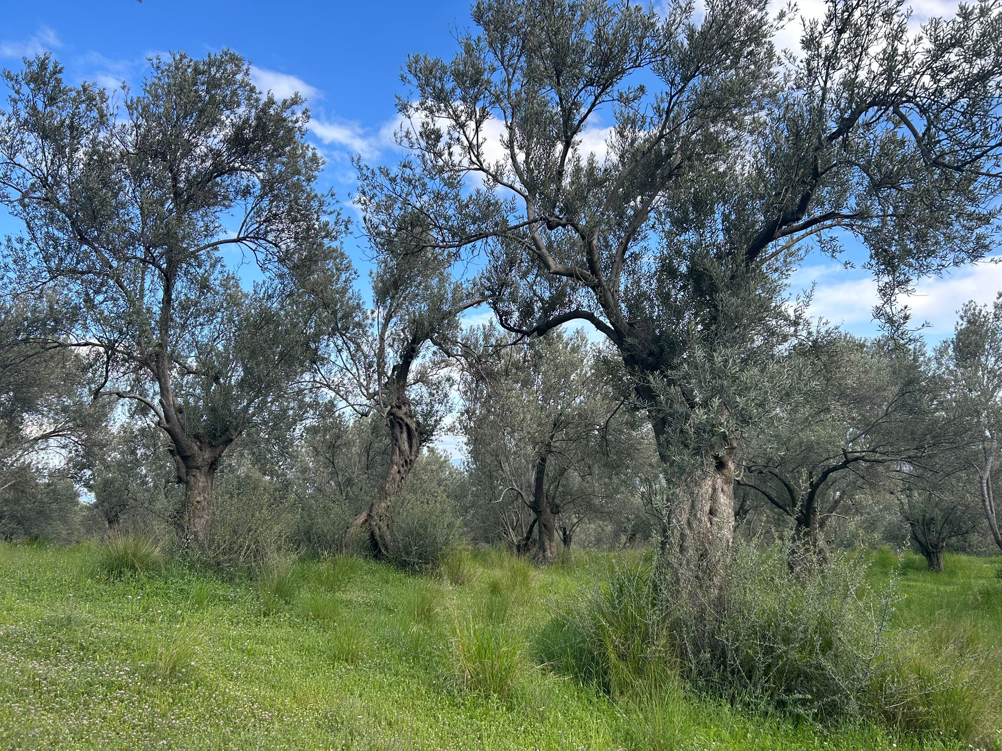 BALIKESİR EDREMİT KIZILKEÇİLİ’DE SATILIK ZEYTİNLİK – DENİZ MANZARALI