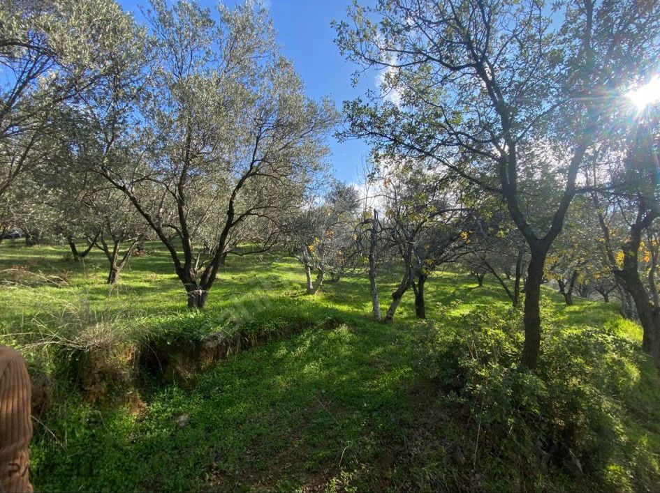 BALIKESİR EDREMİTİN EN GÖZDE KÖYÜNDE SATILIK 2 DÖNÜM ZEYTİNLİK