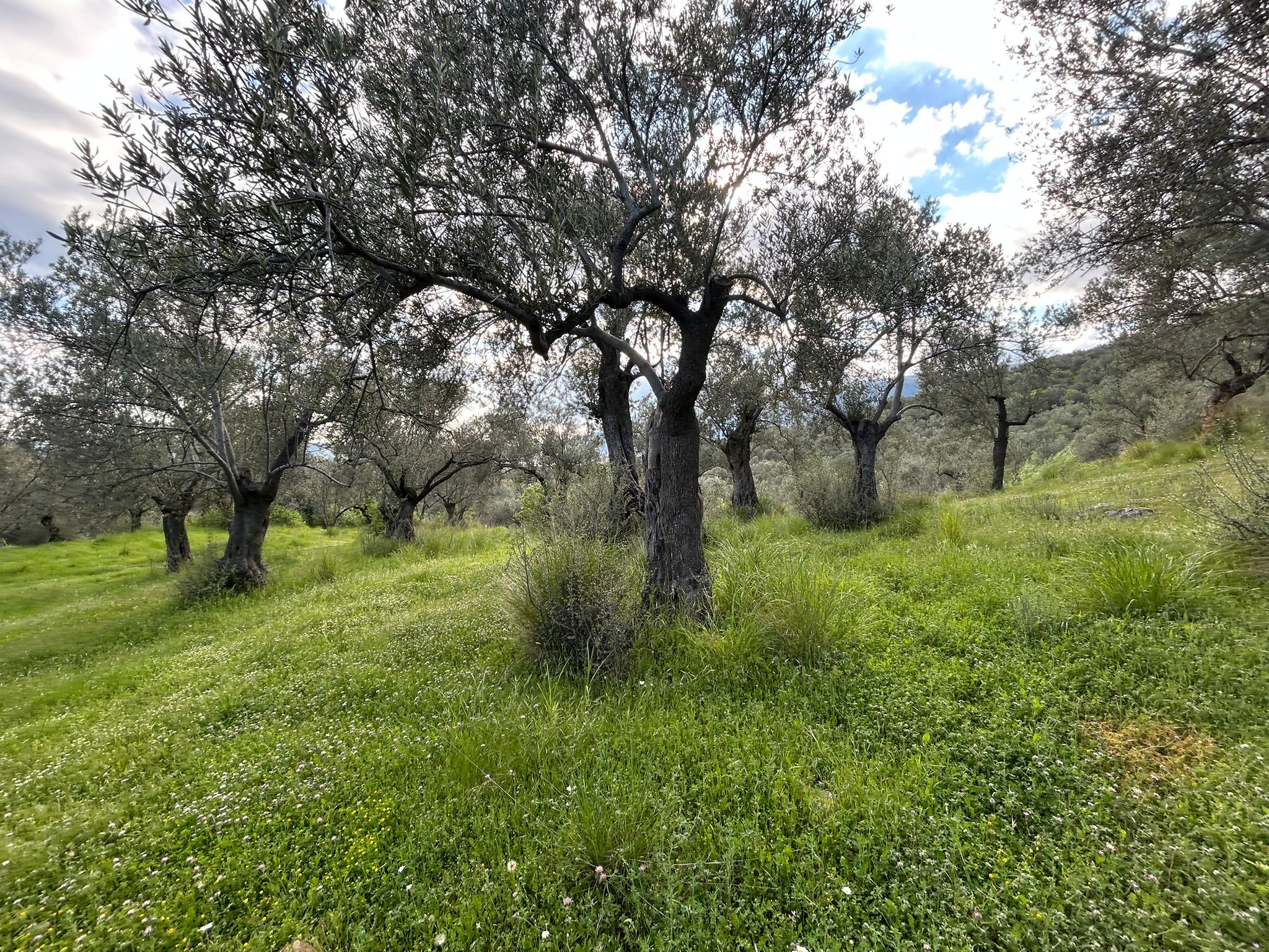 BALIKESİR EDREMİT KIZILKEÇİLİ’DE SATILIK ZEYTİNLİK – DENİZ MANZARALI