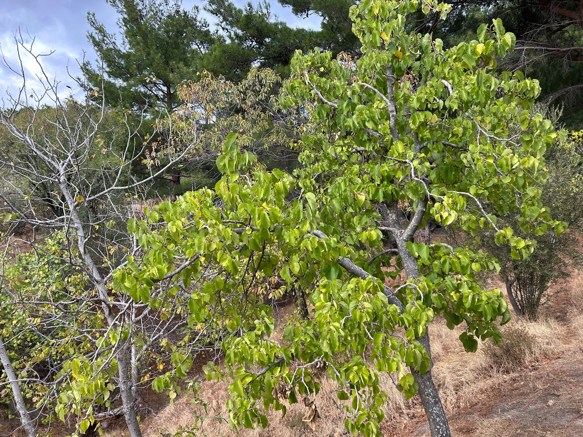 1 Dönüm Satılık Bahçe