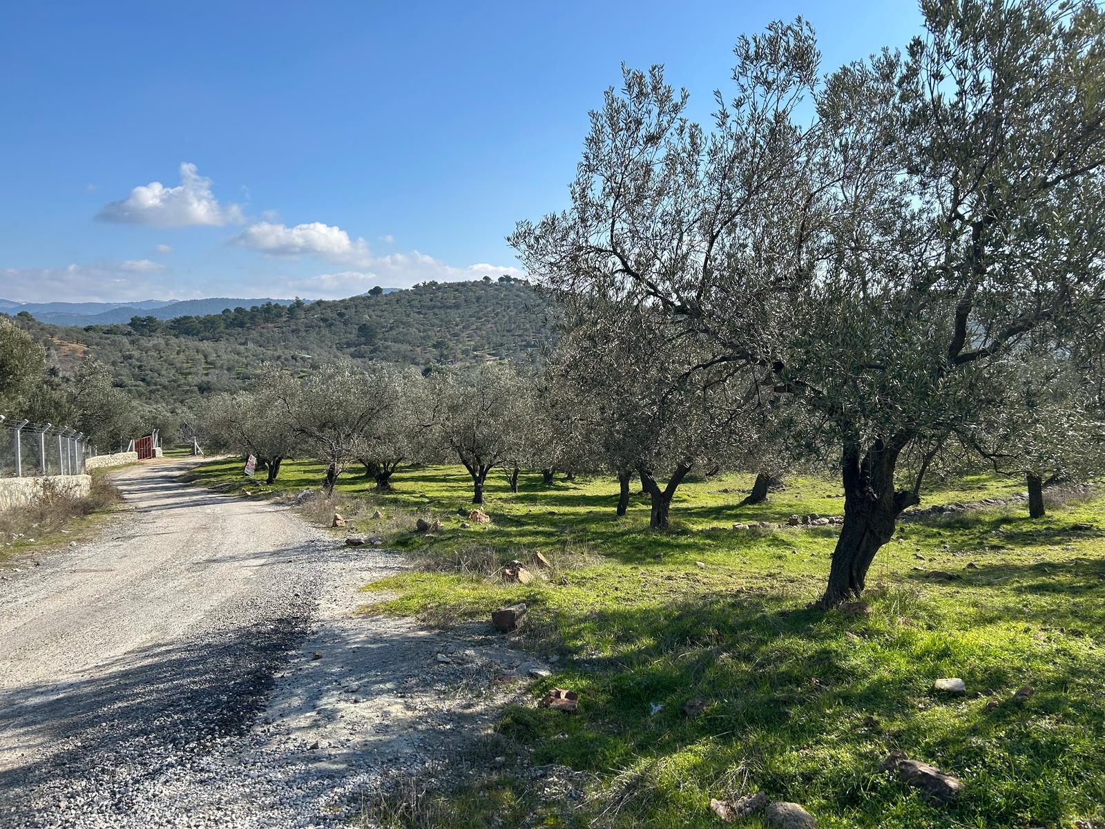 DERELİ'DE SATILIK 9939 M2 ANAYOL CEPHELİ ZEYTİNLİK