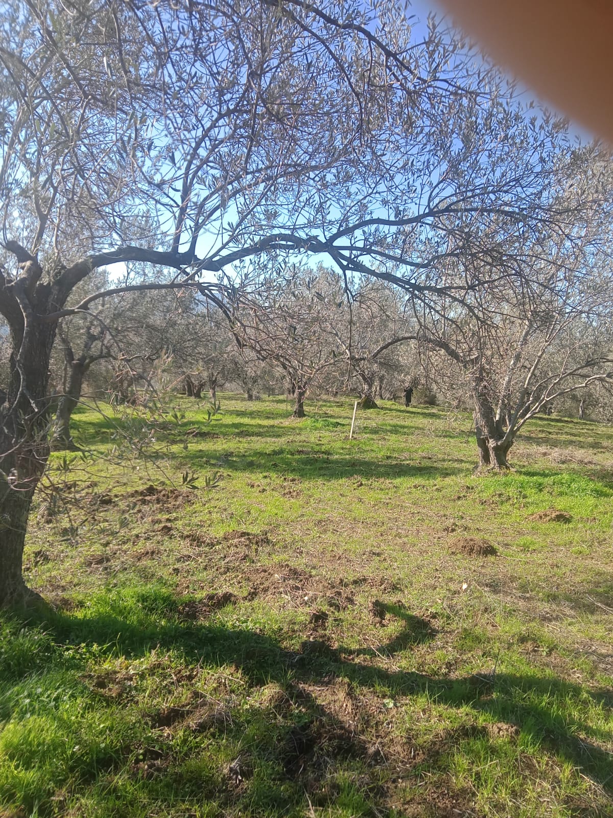 Sarnıç'ta 2,5 Dönüm Satılık Zeytinlik