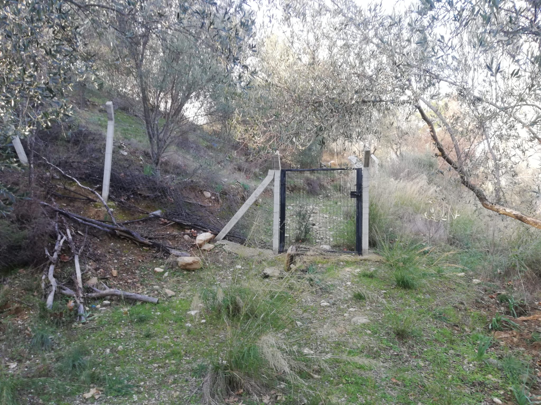 Kızılkeçili 'de Satılık 3 Dönüm Harika Zeytinlik