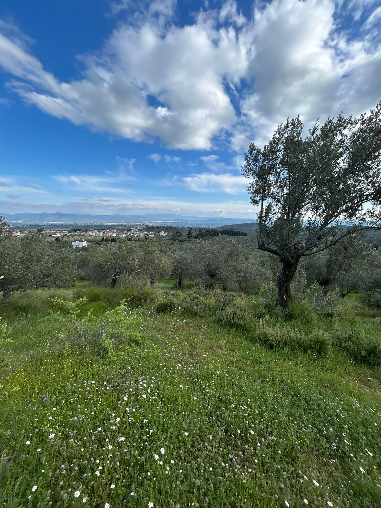 BALIKESİR EDREMİT KIZILKEÇİLİ’DE SATILIK ZEYTİNLİK – DENİZ MANZARALI