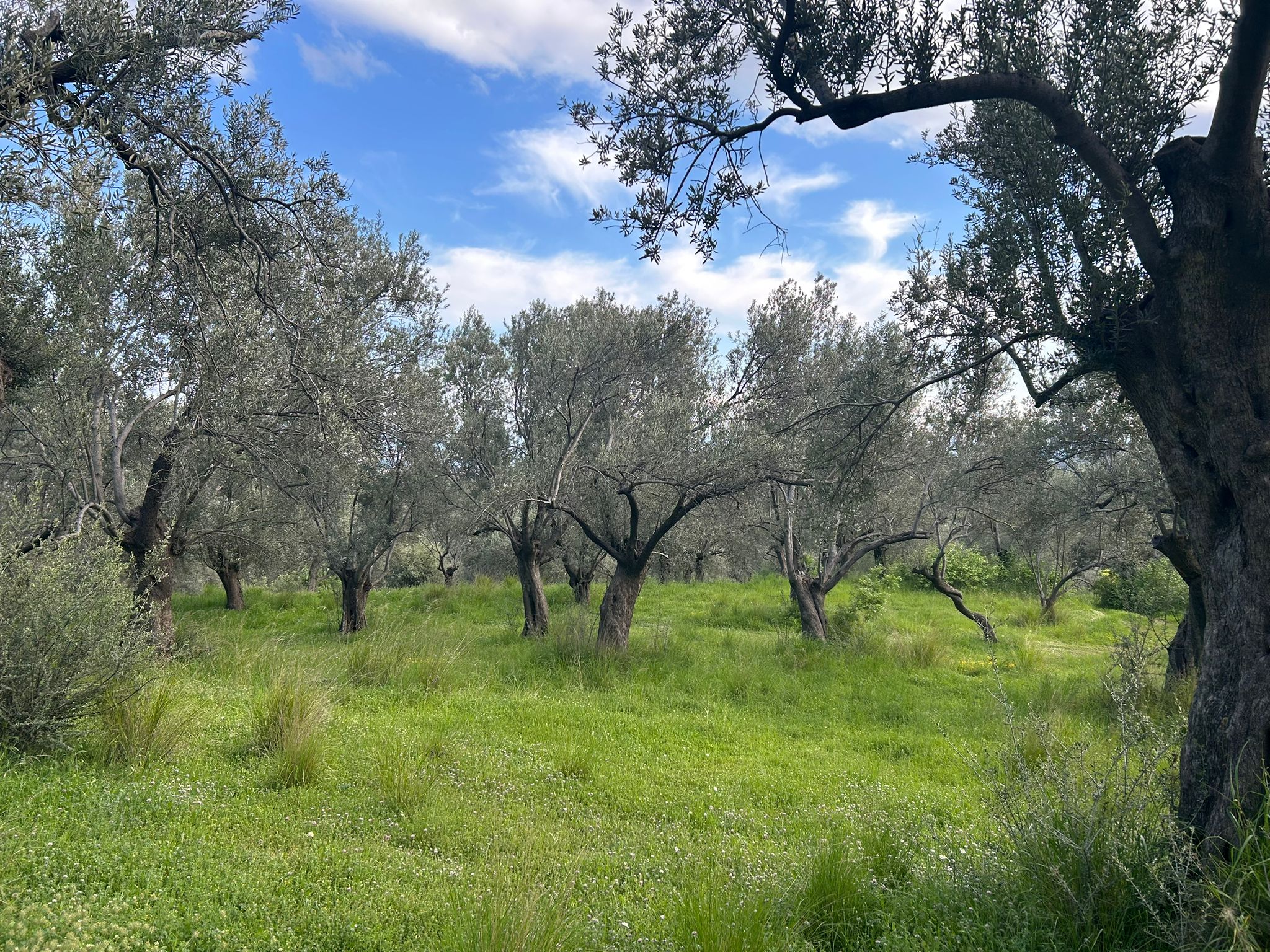 BALIKESİR EDREMİT KIZILKEÇİLİ’DE SATILIK ZEYTİNLİK – DENİZ MANZARALI