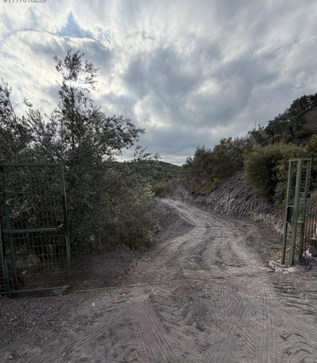 Narlı Mahallesi’nde Yatırımlık Zeytinlik | Ev + Havuz + Yol Sorunsuz