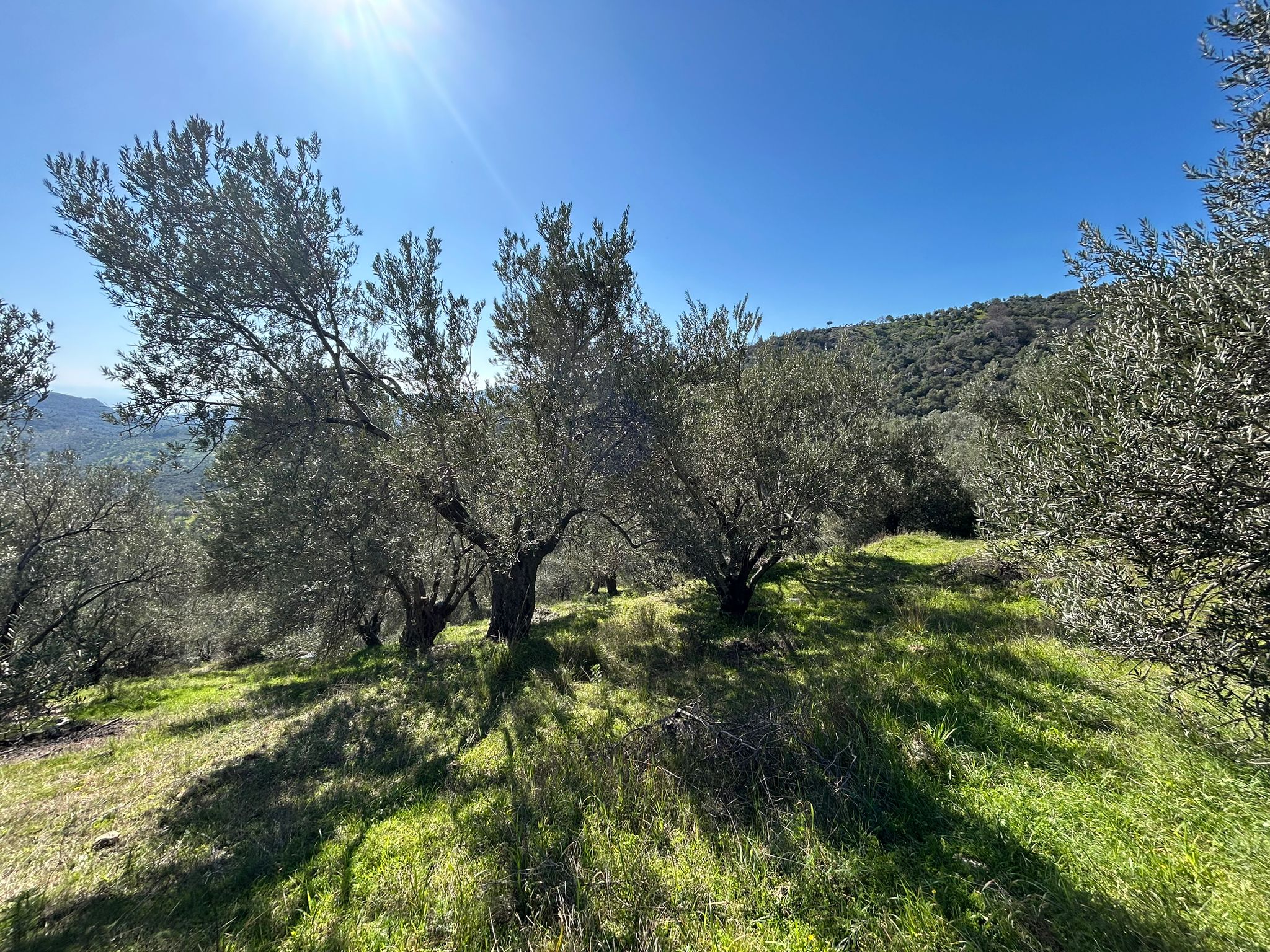 ÇANAKKALE AYVACIK ADATEPE'DE 16.580 m² DENİZ MANZARALI SATILIK ZEYTİNLİK