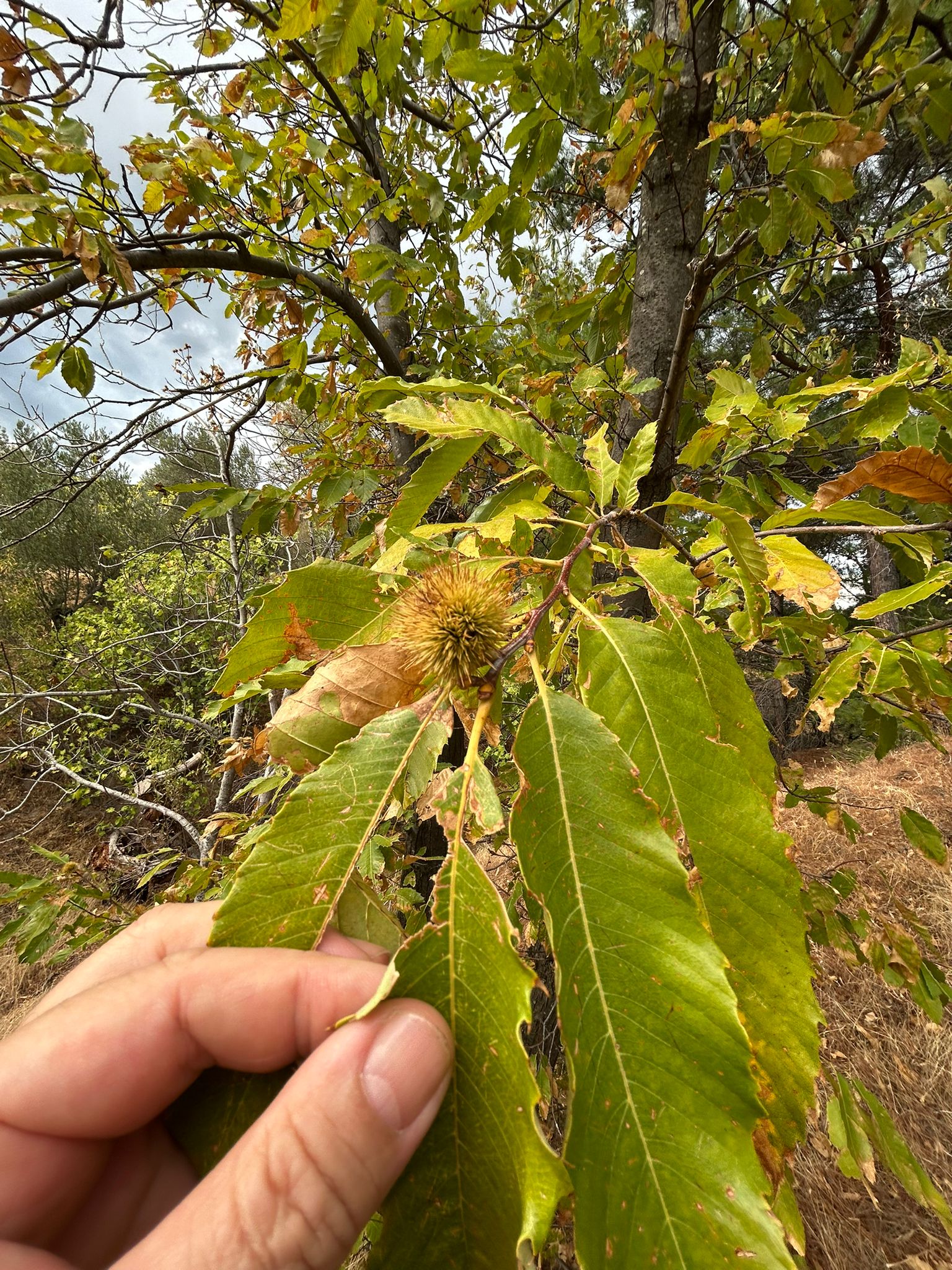 1 Dönüm Satılık Bahçe