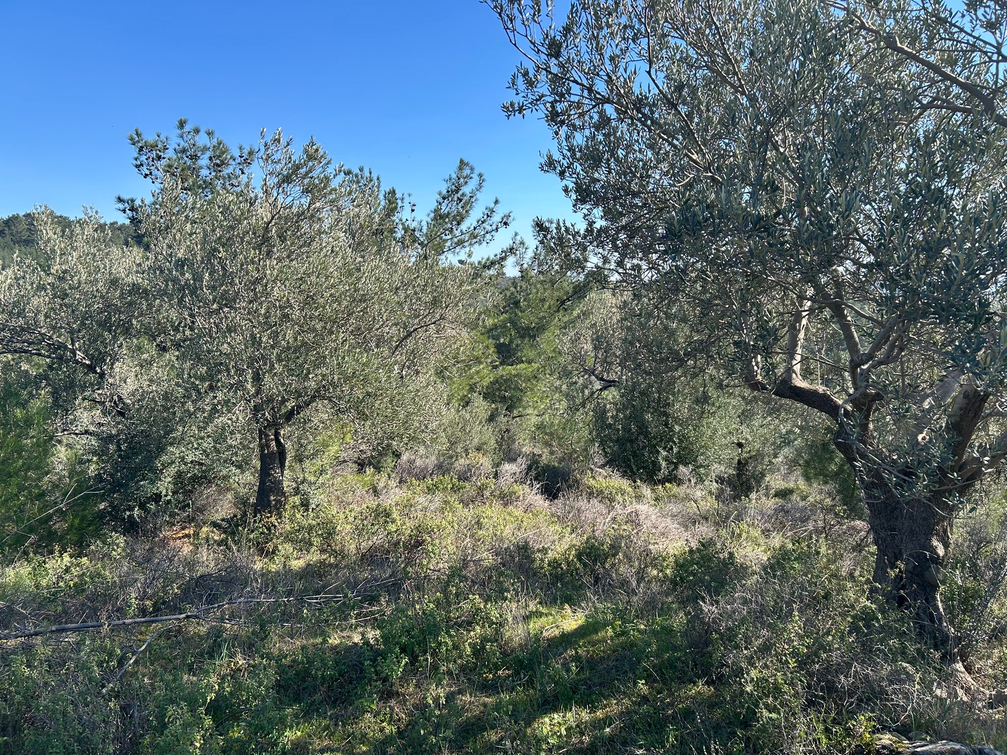 ÇANAKKALE AYVACIK ADATEPE'DE 16.580 m² DENİZ MANZARALI SATILIK ZEYTİNLİK