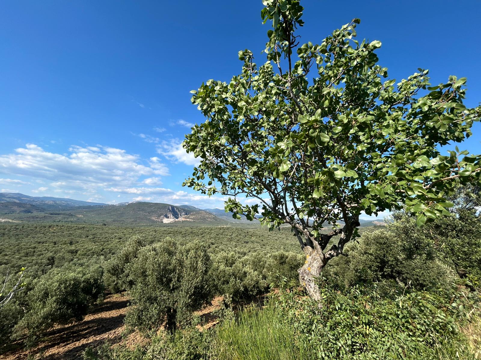 Köylüce 'de Satılık 12.728 M2 Zeytinlik