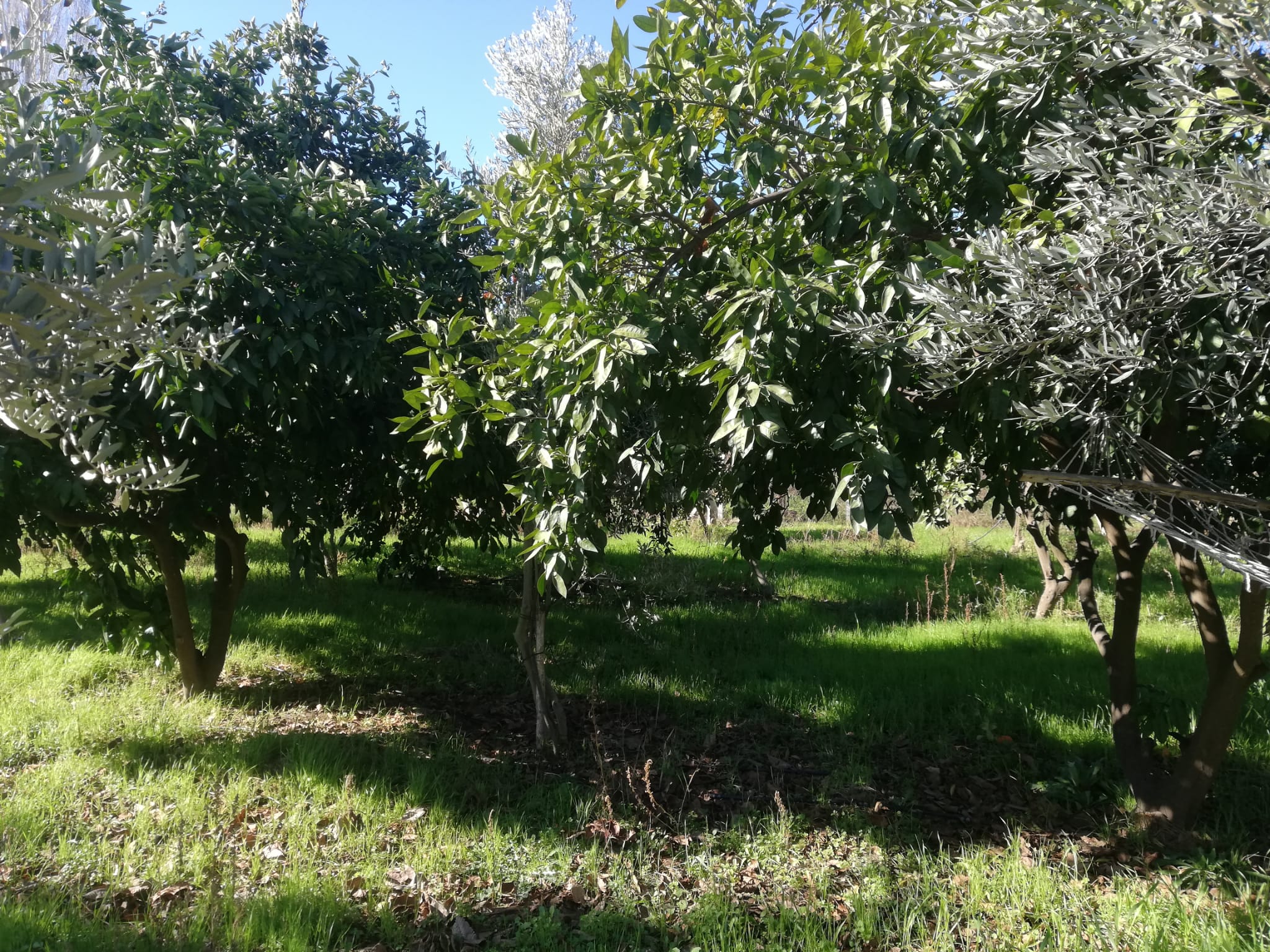 Tekke 'de 2 Dönümlük Hobi Bahçesi