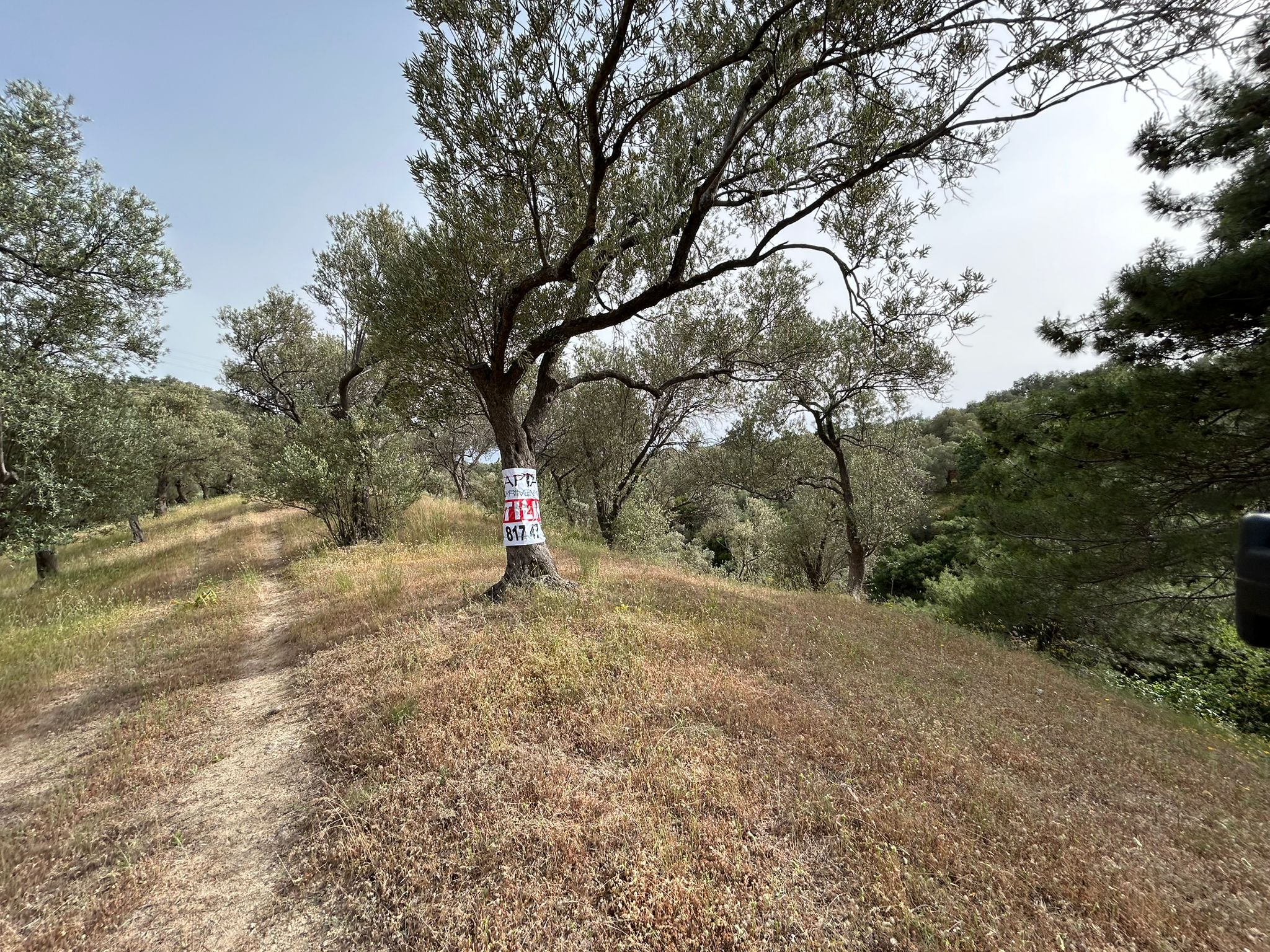 TAHTAKUŞLAR'DA SATILIK 459 M2 ZEYTİNLİK