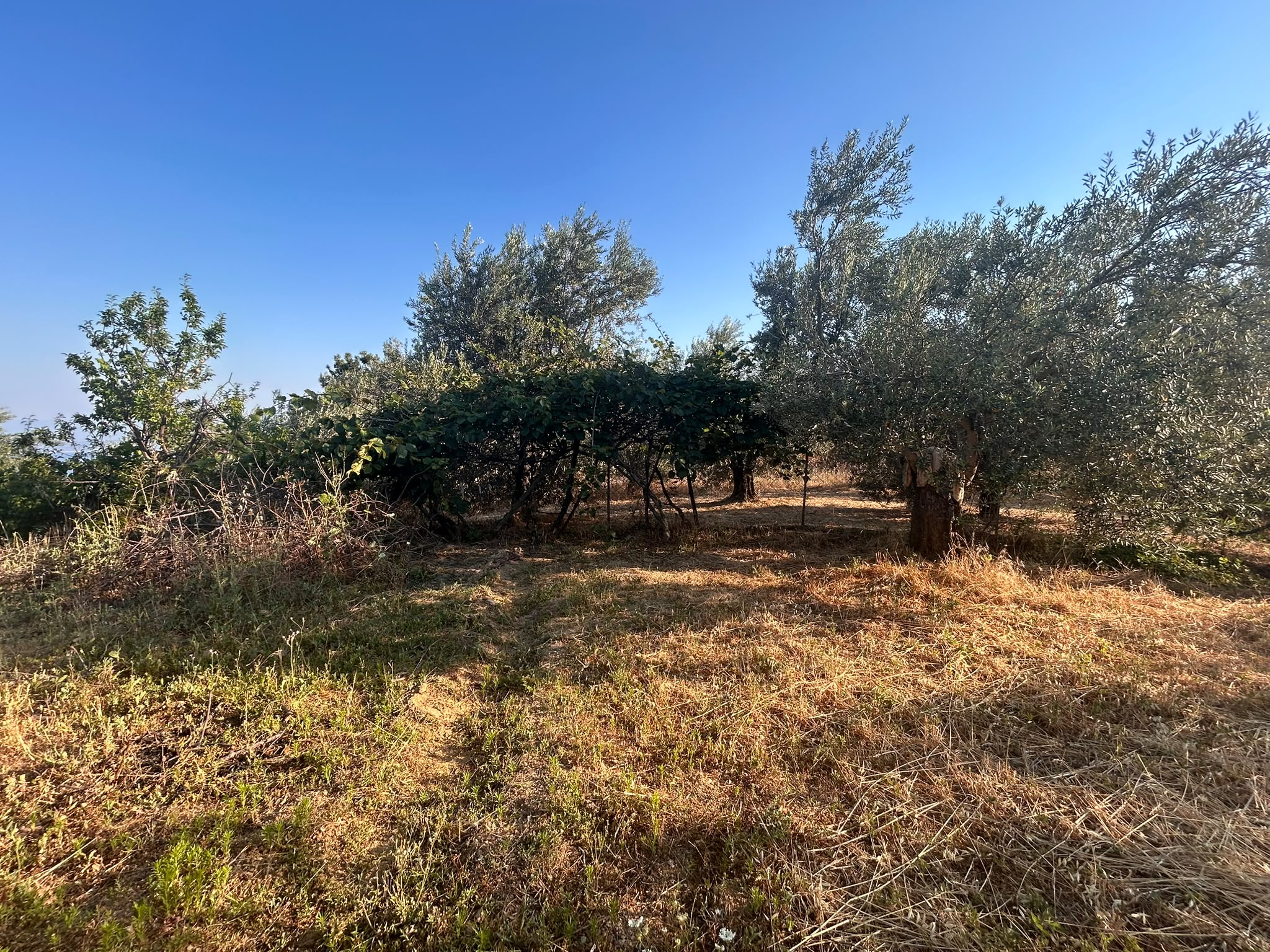 BALIKESİR EDREMİT ARITAŞI MAHALLESİ'NDE SATILIK 3.727 m² ZEYTİNLİK