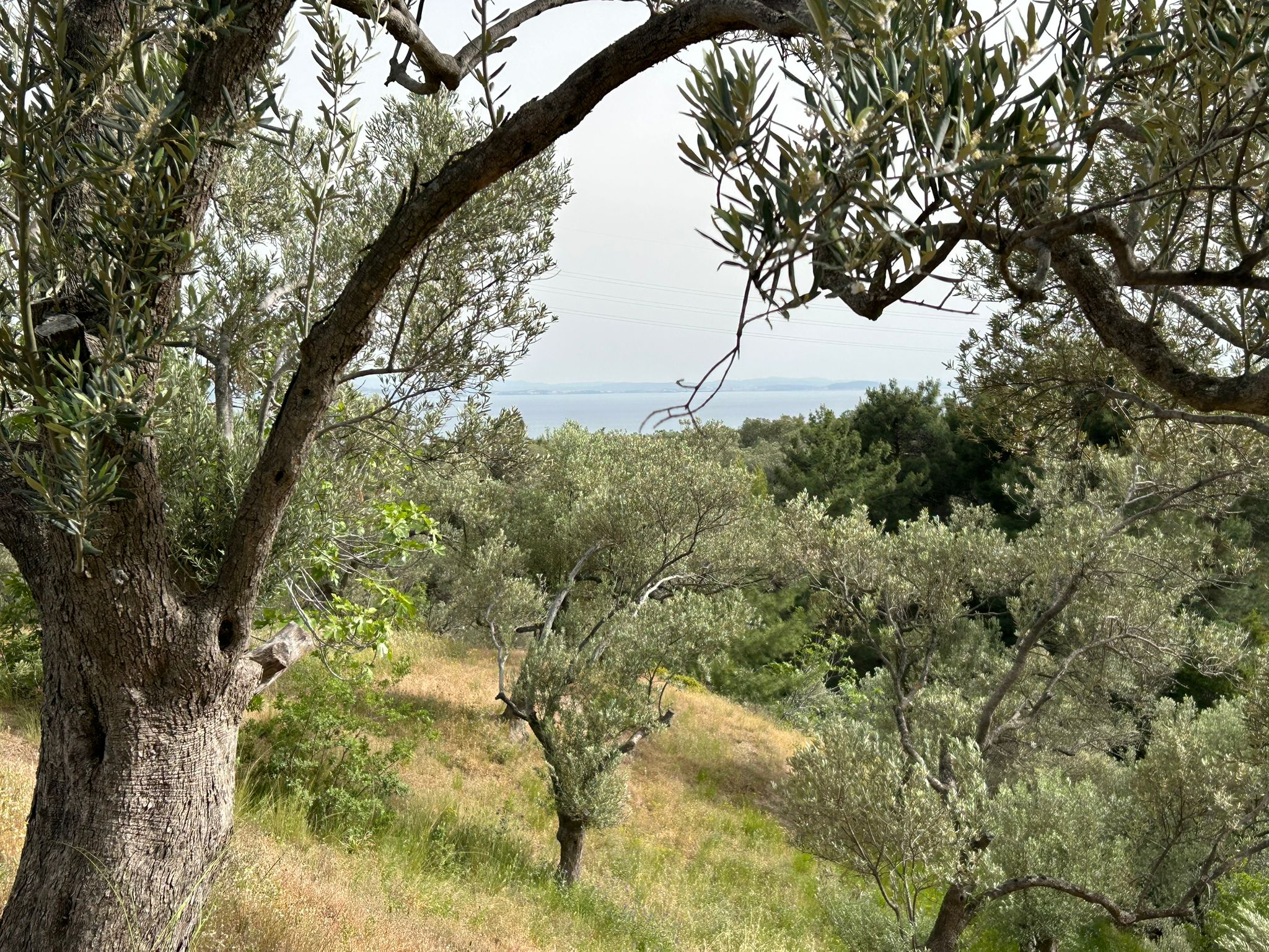 TAHTAKUŞLAR'DA SATILIK 459 M2 ZEYTİNLİK