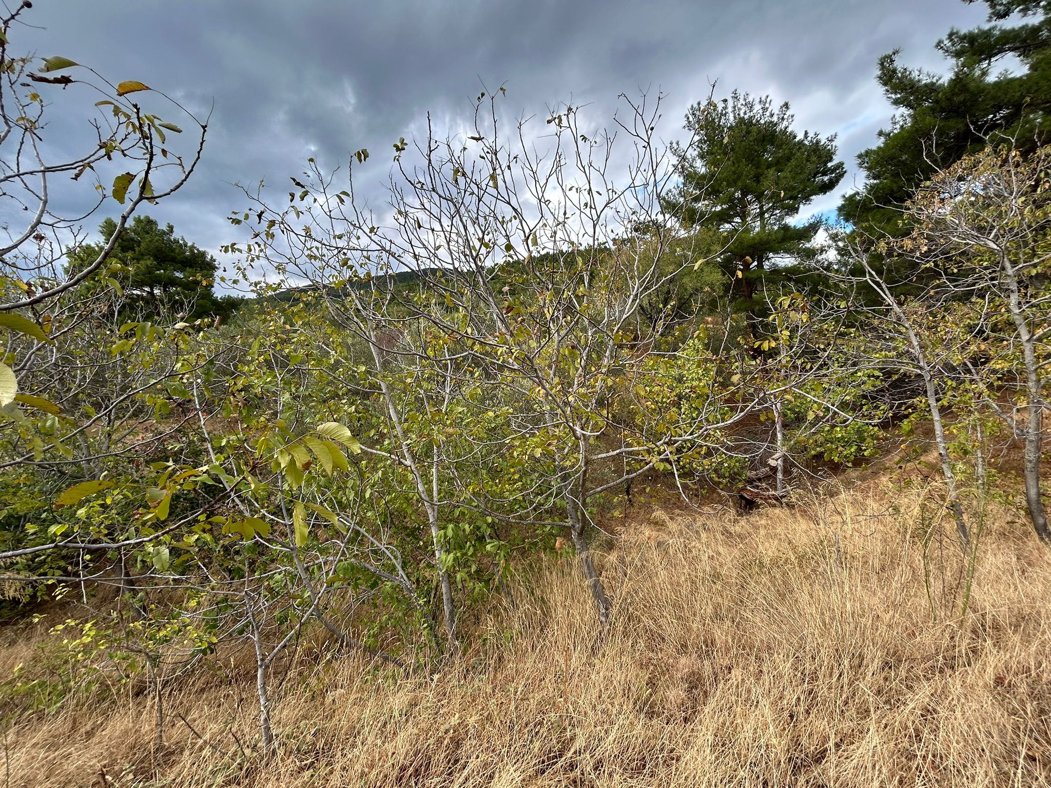 1 Dönüm Satılık Bahçe