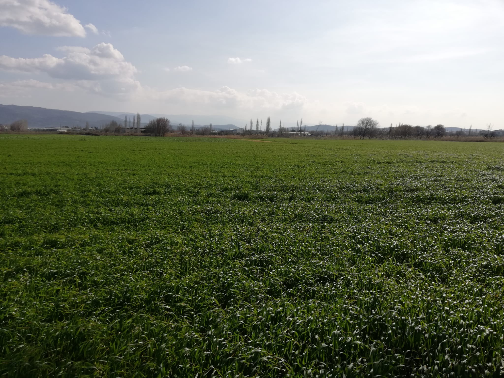 Geriş'te 15 Dönüm Satılık Tarla