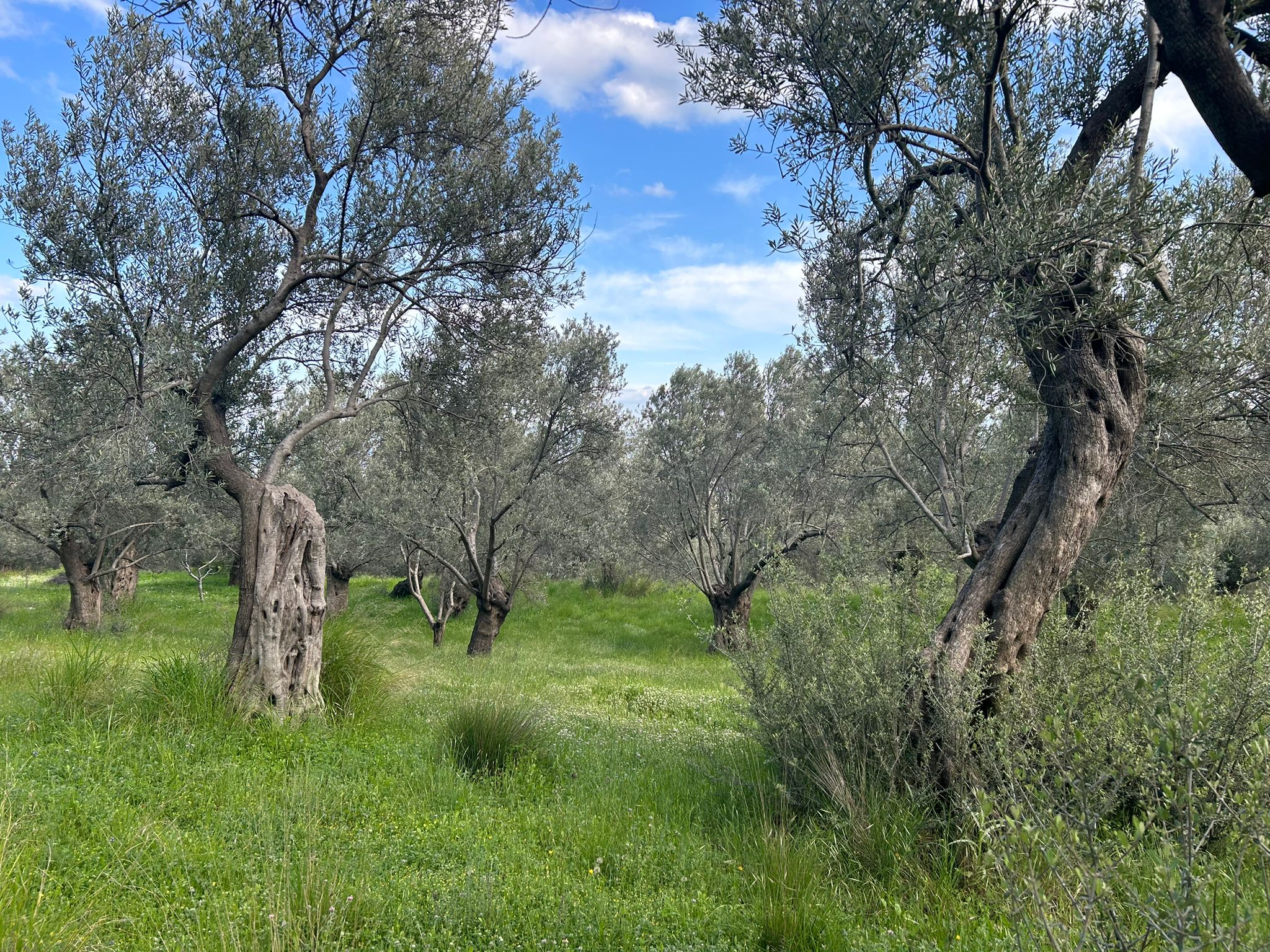 BALIKESİR EDREMİT KIZILKEÇİLİ’DE SATILIK ZEYTİNLİK – DENİZ MANZARALI