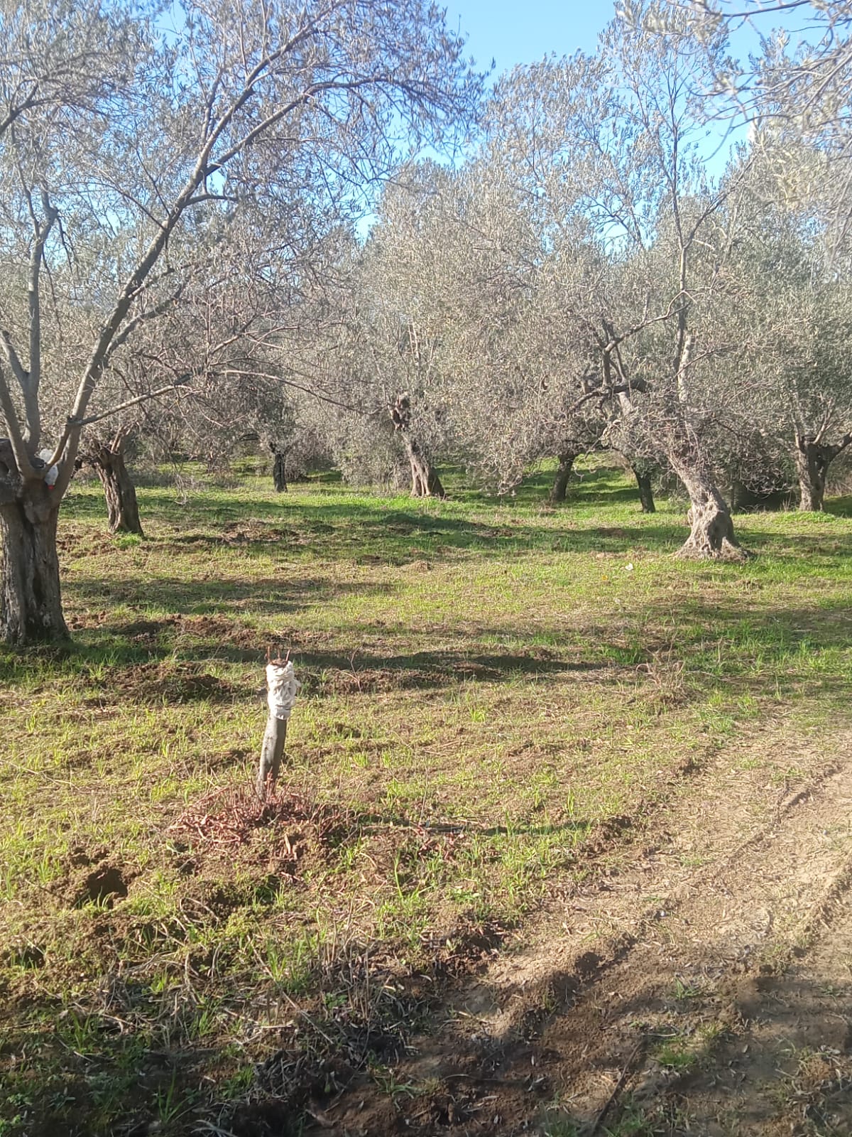 Sarnıç'ta 2,5 Dönüm Satılık Zeytinlik