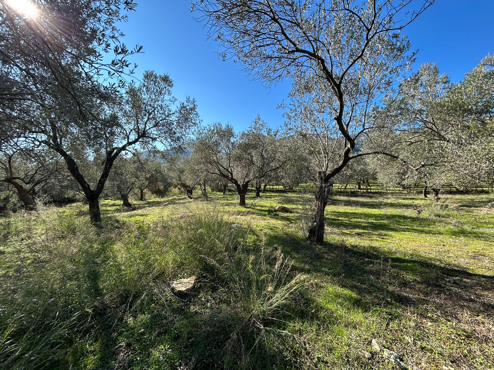 Dereli 'de Satılık 3659 M2 Müstakil Tapulu Zeytinlik
