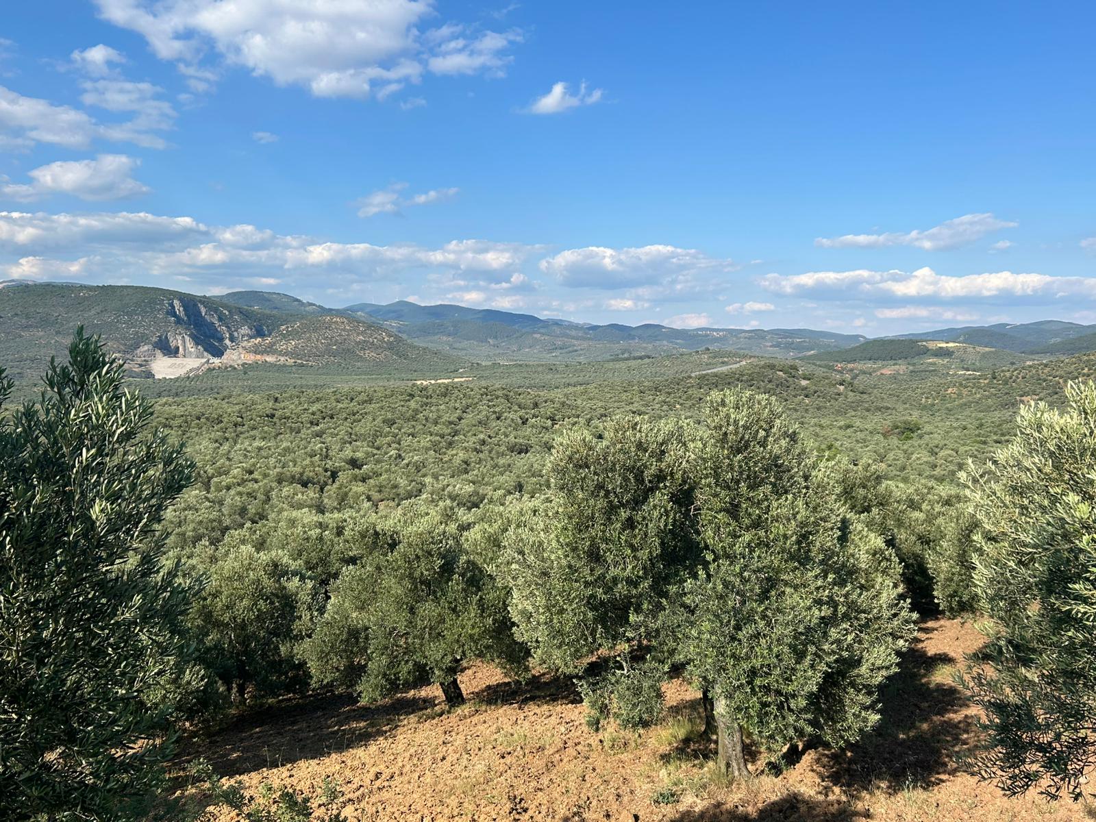 Köylüce 'de Satılık 12.728 M2 Zeytinlik