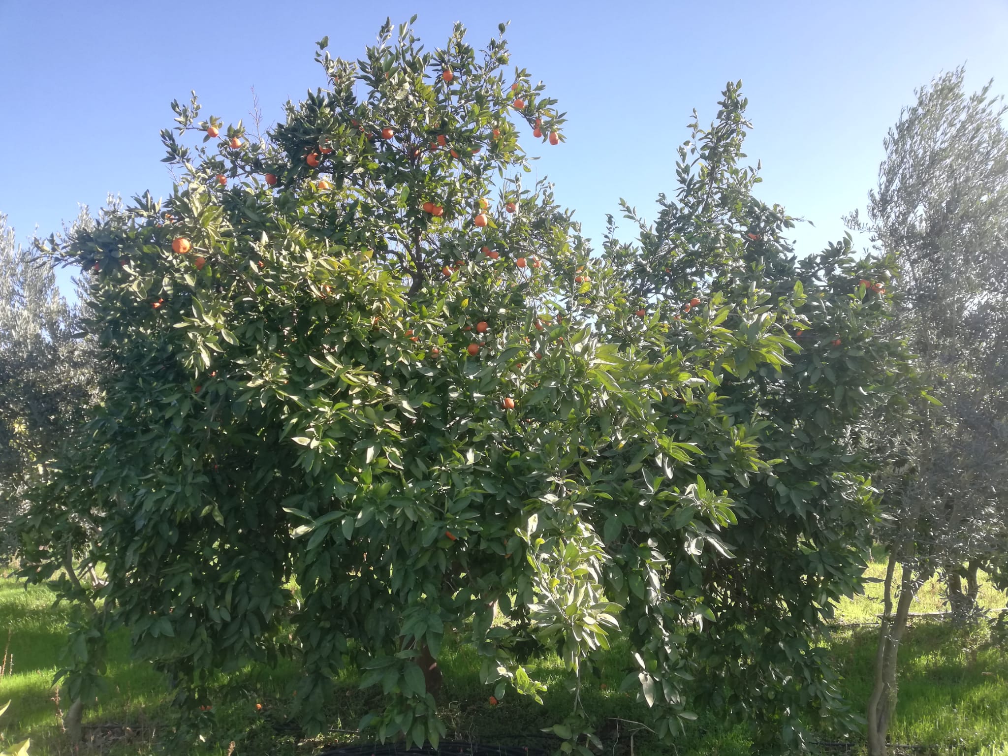 Tekke 'de 2 Dönümlük Hobi Bahçesi