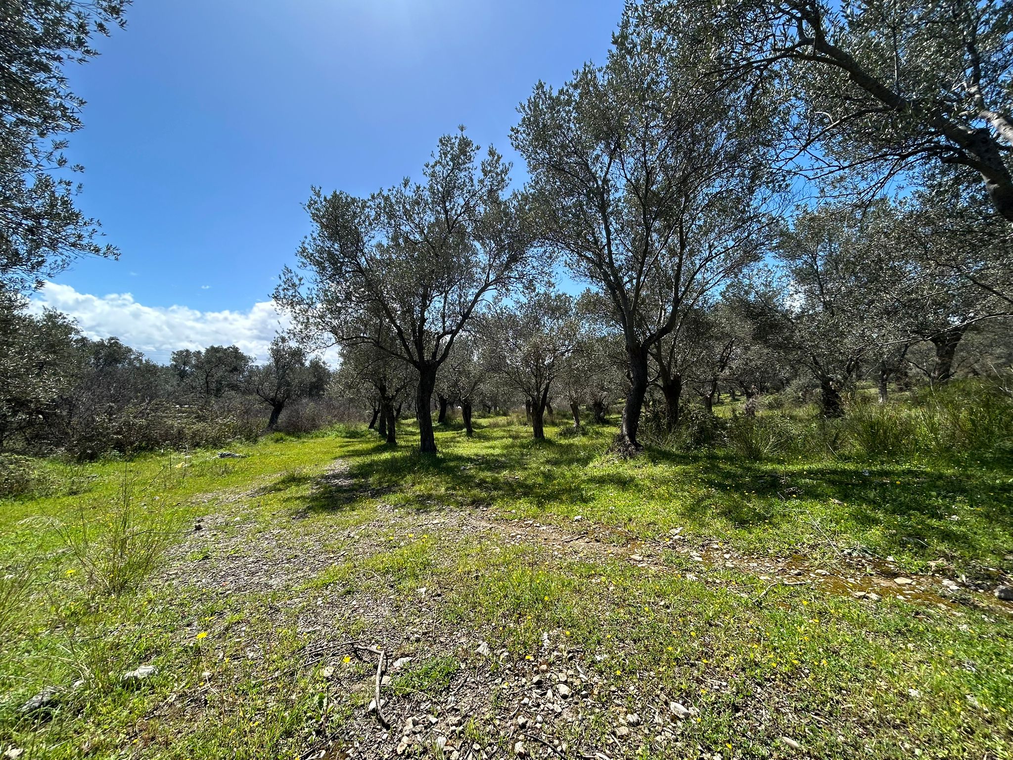 Doğa ile iç içe, yatırım değeri yüksek SATILIK ARSA