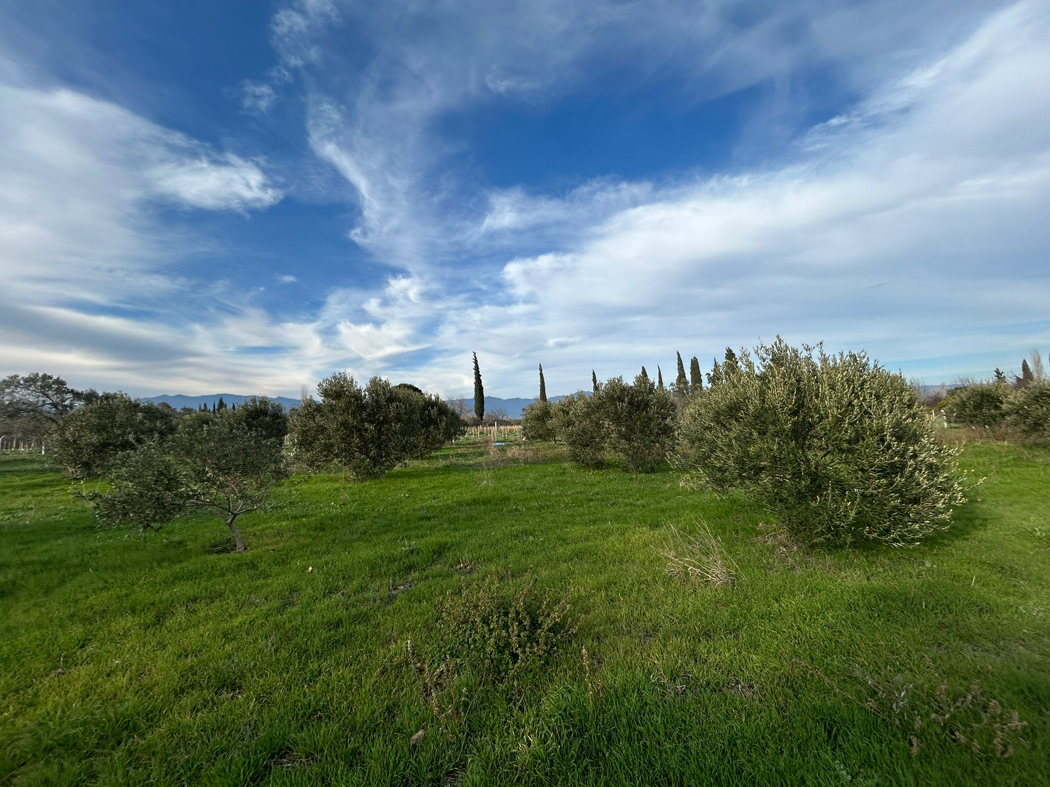 HAVRAN-TEKKE'DE Satılık 5 DÖNÜM FIRSAT MANDALİNLİK