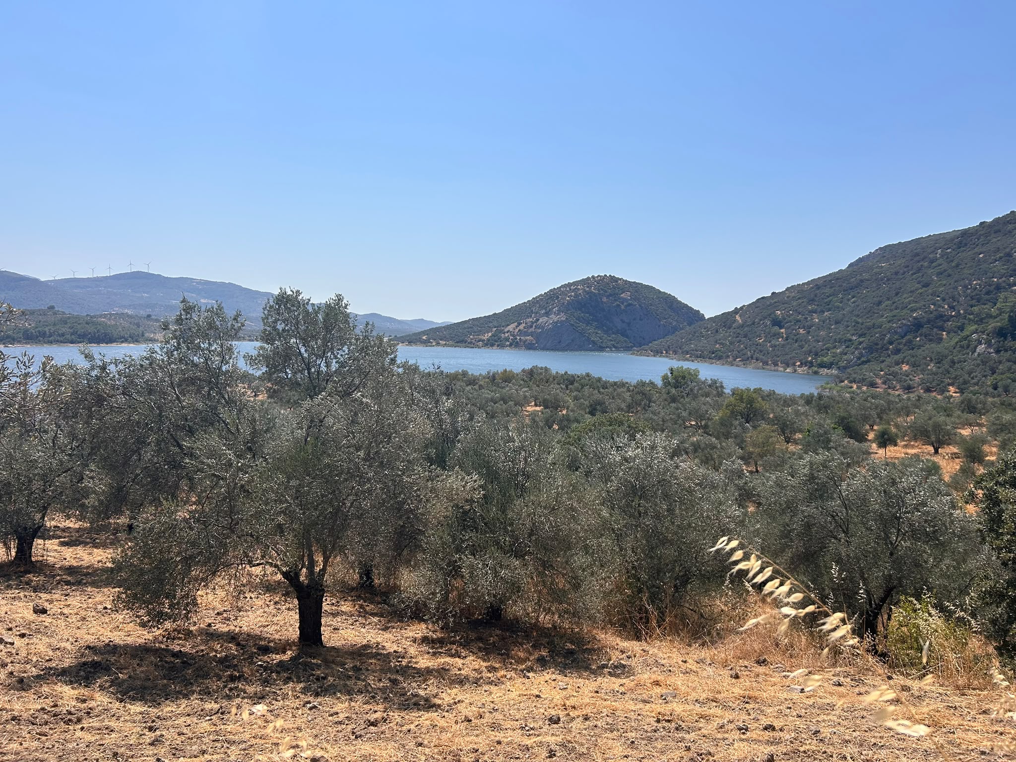 HAVRAN SARNIÇ’TA FULL GÖL MANZARALI SATILIK 3183 M2 ZEYTİNLİK