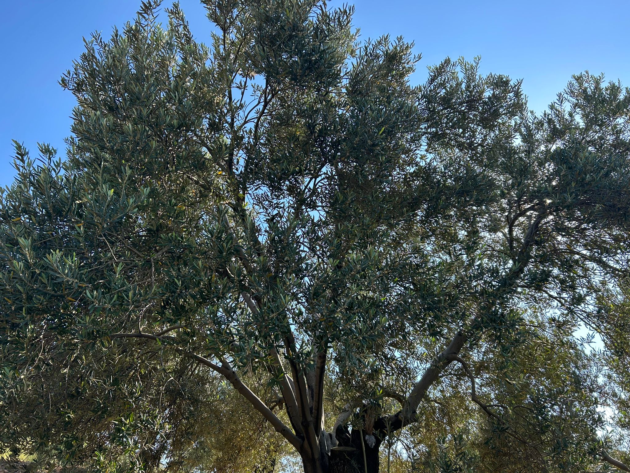 Köylüce 'de Satılık 12.728 M2 Zeytinlik