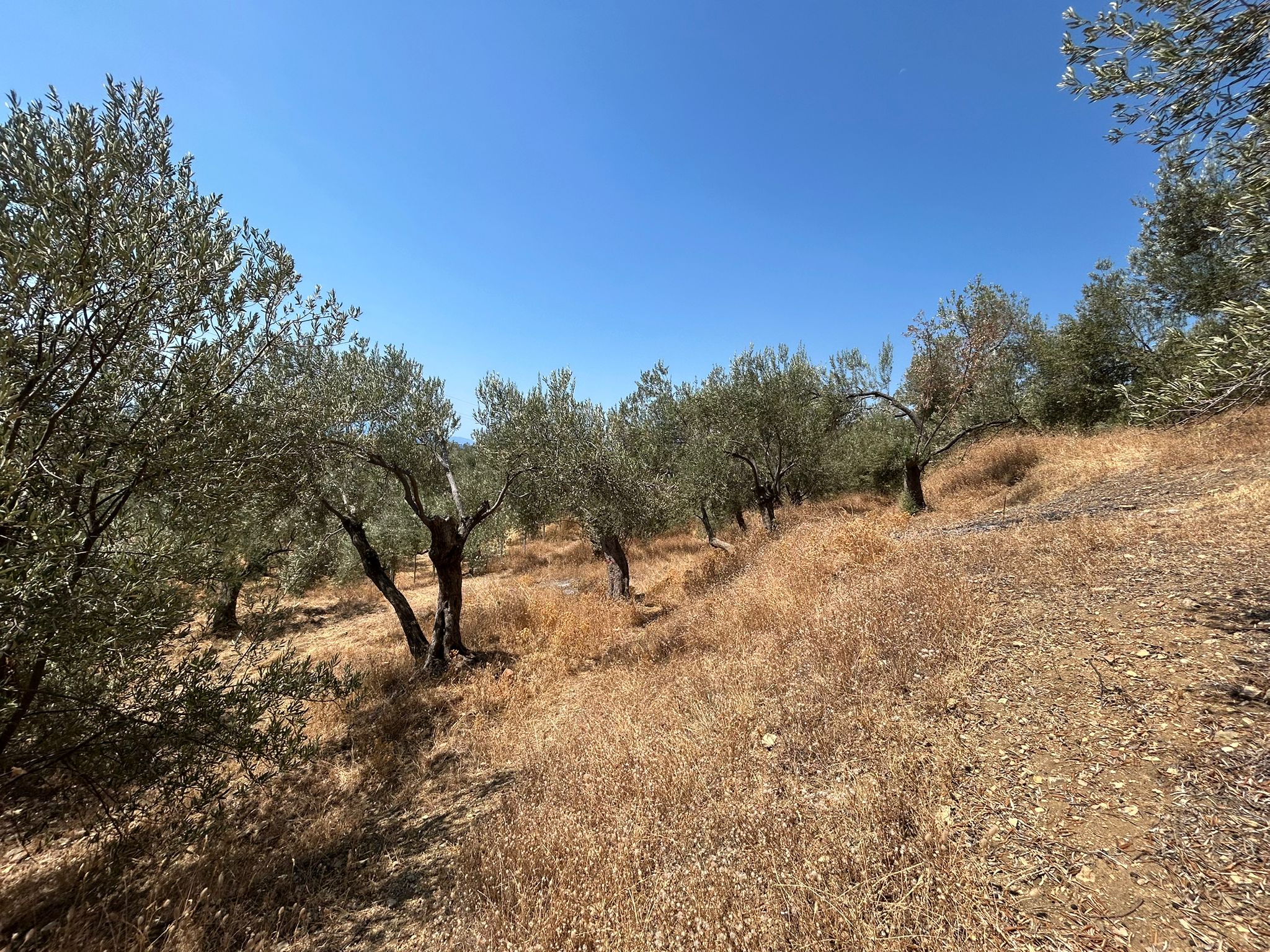 Asos 'ta 350 M2 Satılık Zeytinlik