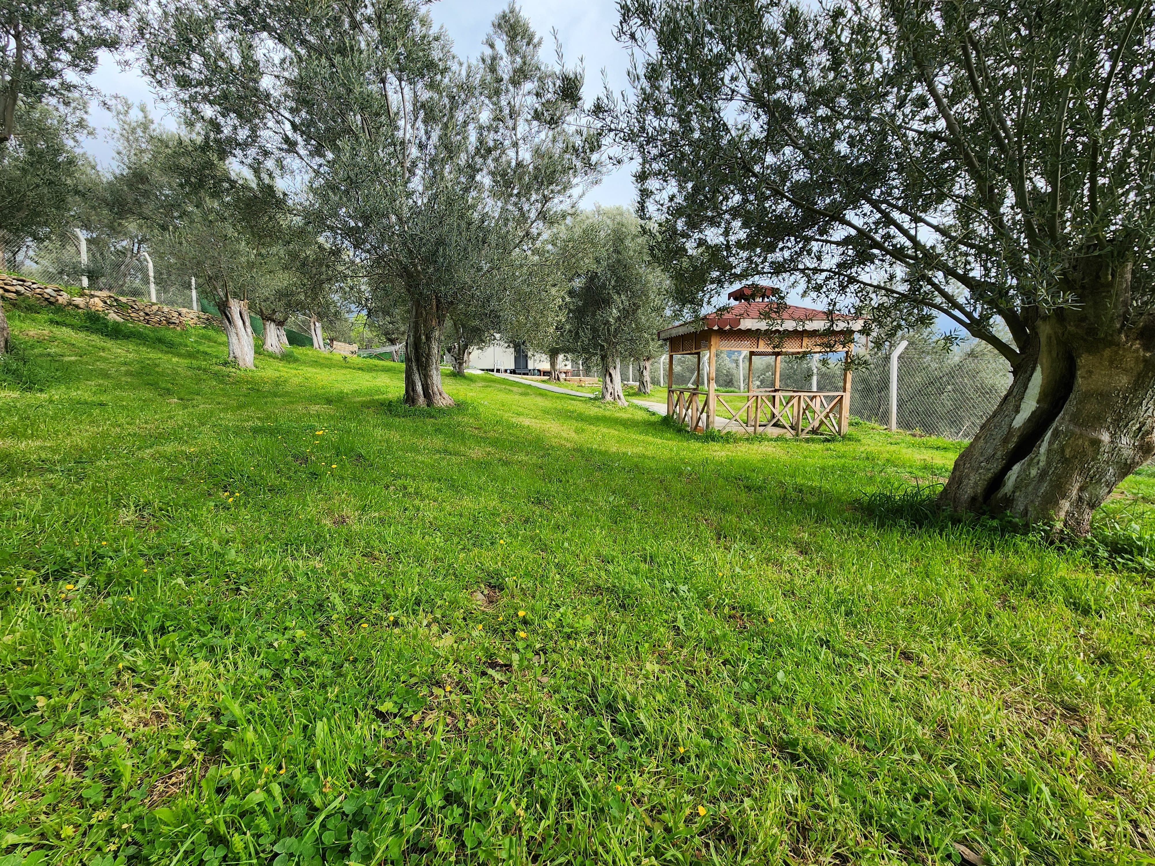 ZEYTİNLİ DE İÇİNDE EVİ OLAN SUYU VE ELEKTRİĞİ BULUNAN SATILIK ZEYTİNLİK