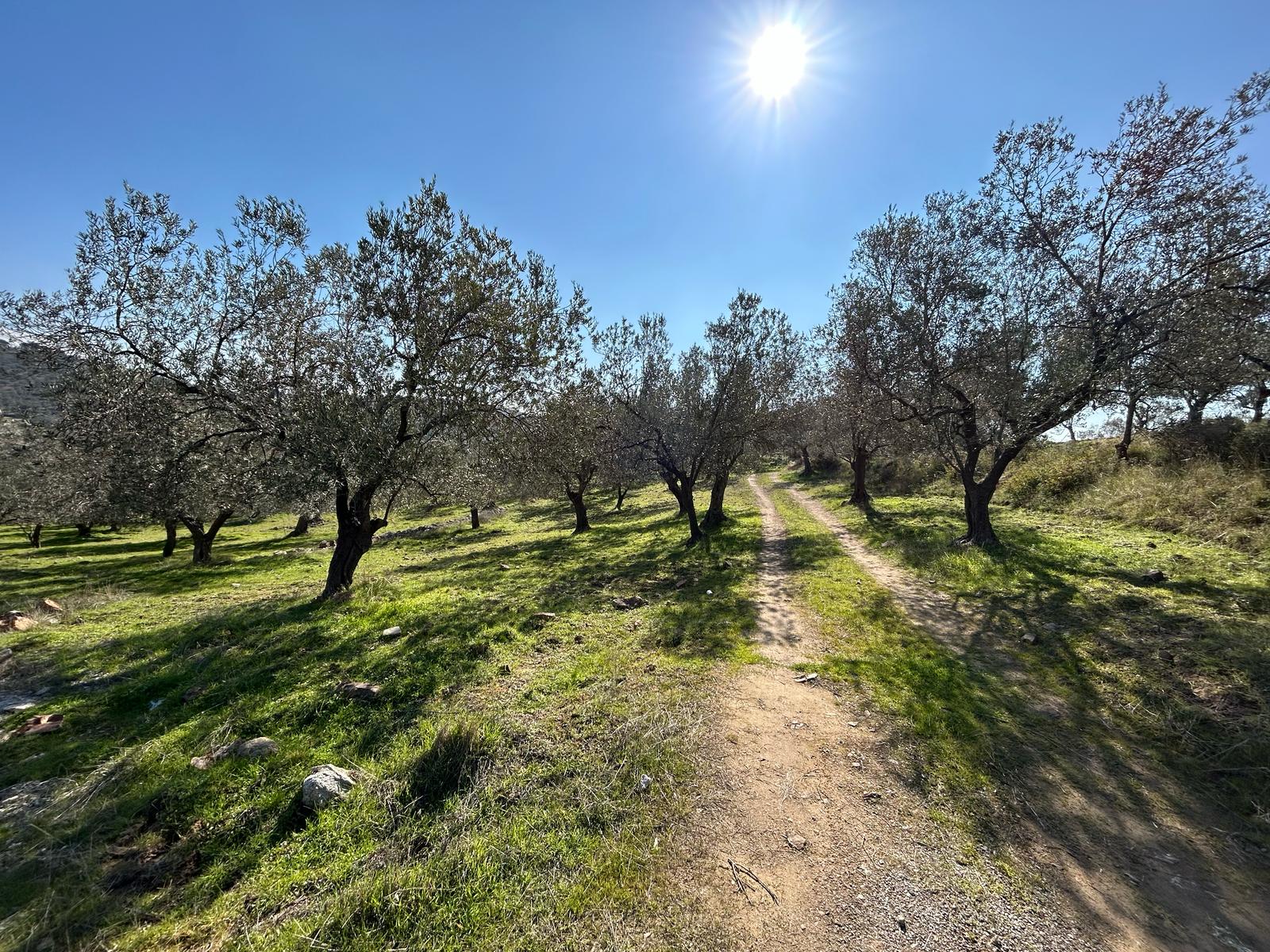 DERELİ'DE SATILIK 9939 M2 ANAYOL CEPHELİ ZEYTİNLİK