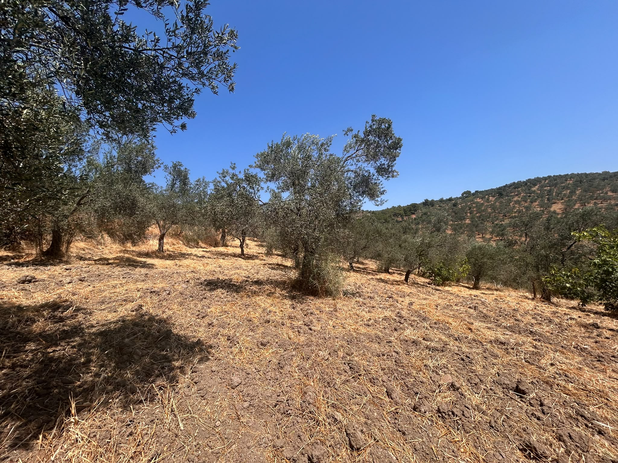 BALIKESİR HAVRAN SARNIÇ MAHALLESİNDE SATILIK 2.938 m² ZEYTİNLİK
