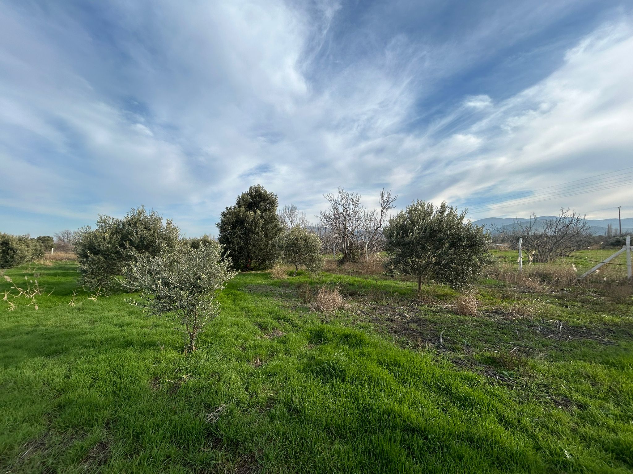 HAVRAN-TEKKE'DE Satılık 5 DÖNÜM FIRSAT MANDALİNLİK